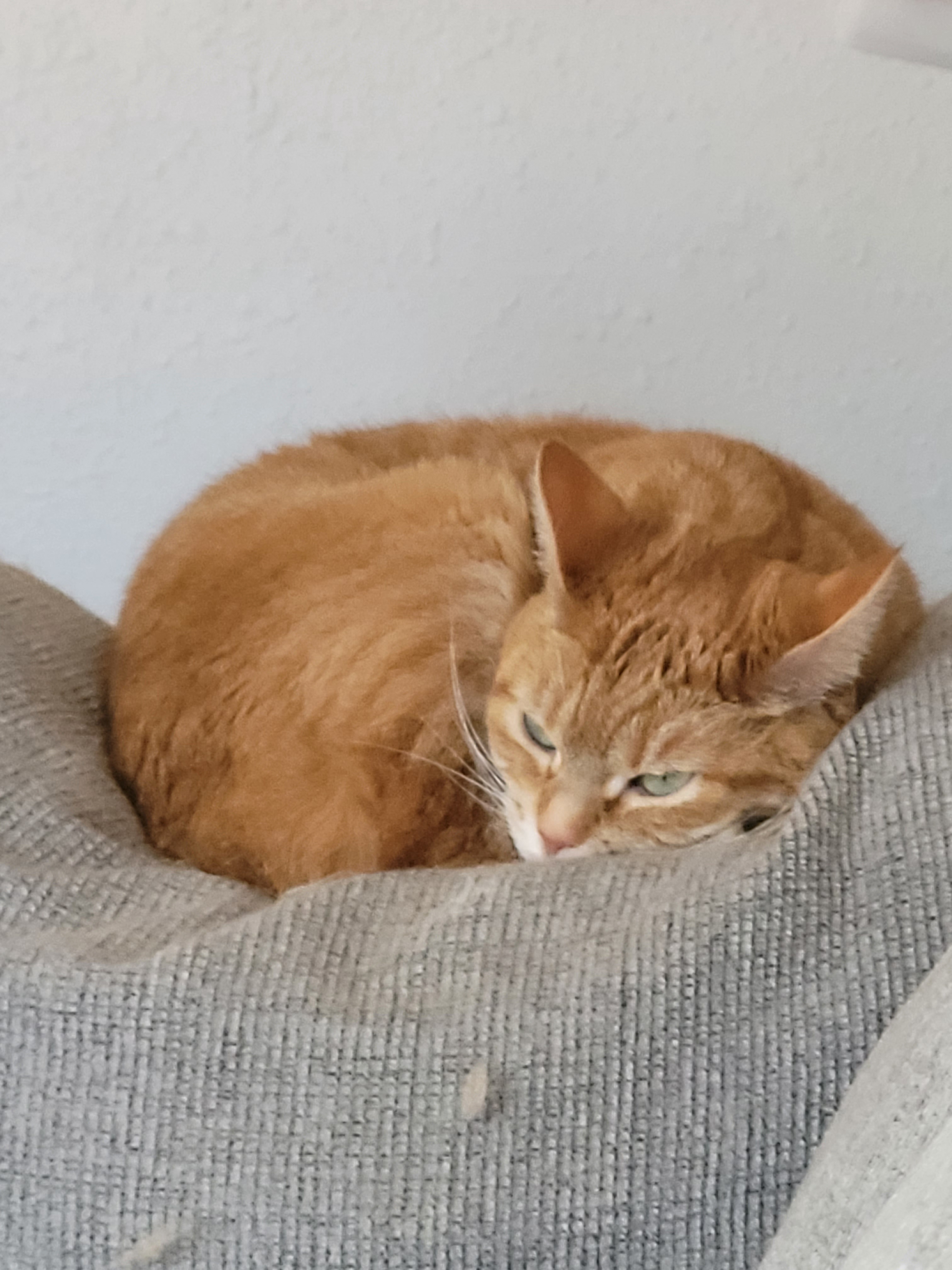 The Cats Had a Challenging Morning