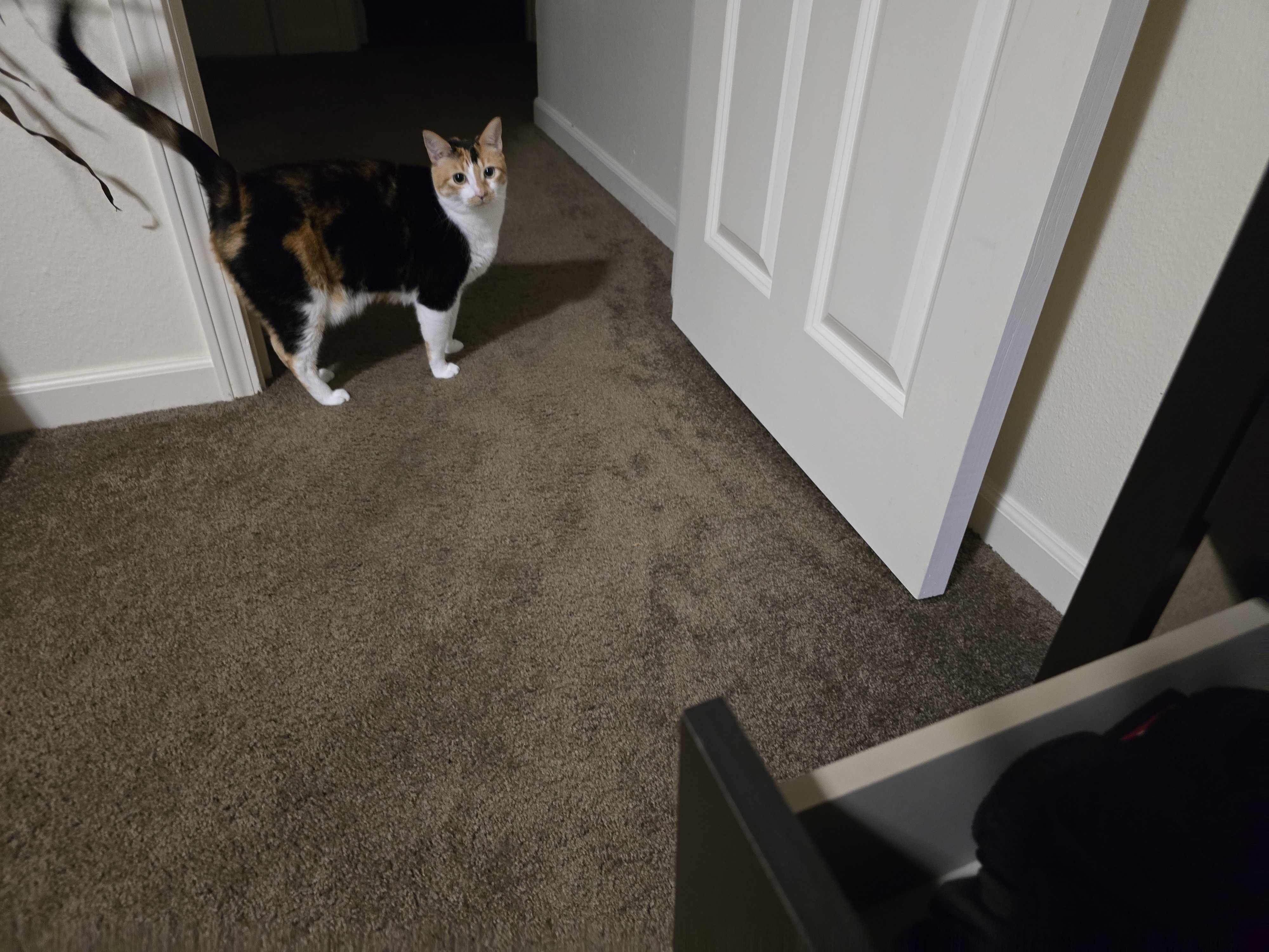 Nothing excites a cat quite like the sound of a drawer opening.