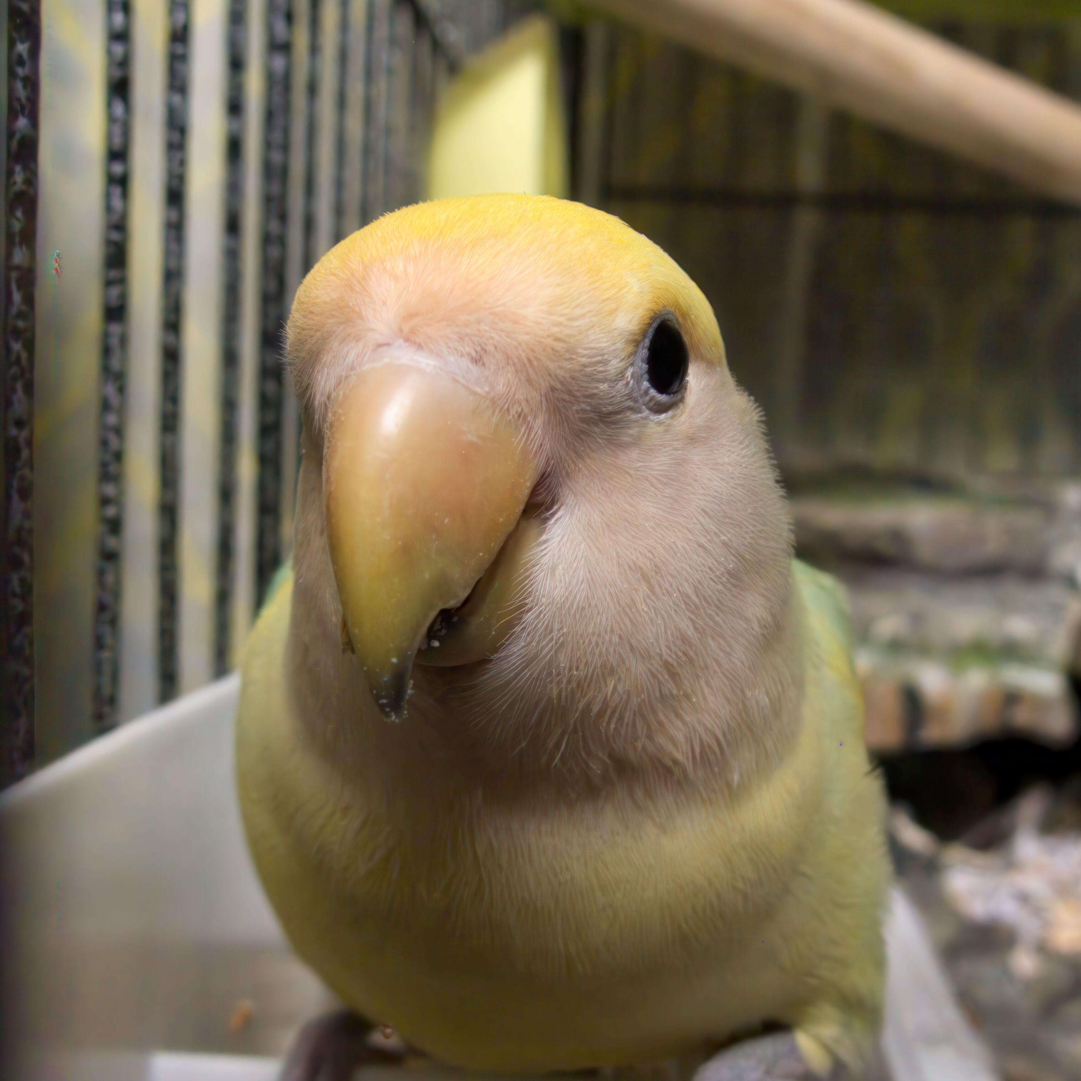 Goodnight, Lovebirds! #Awww #PetShow #Lumix