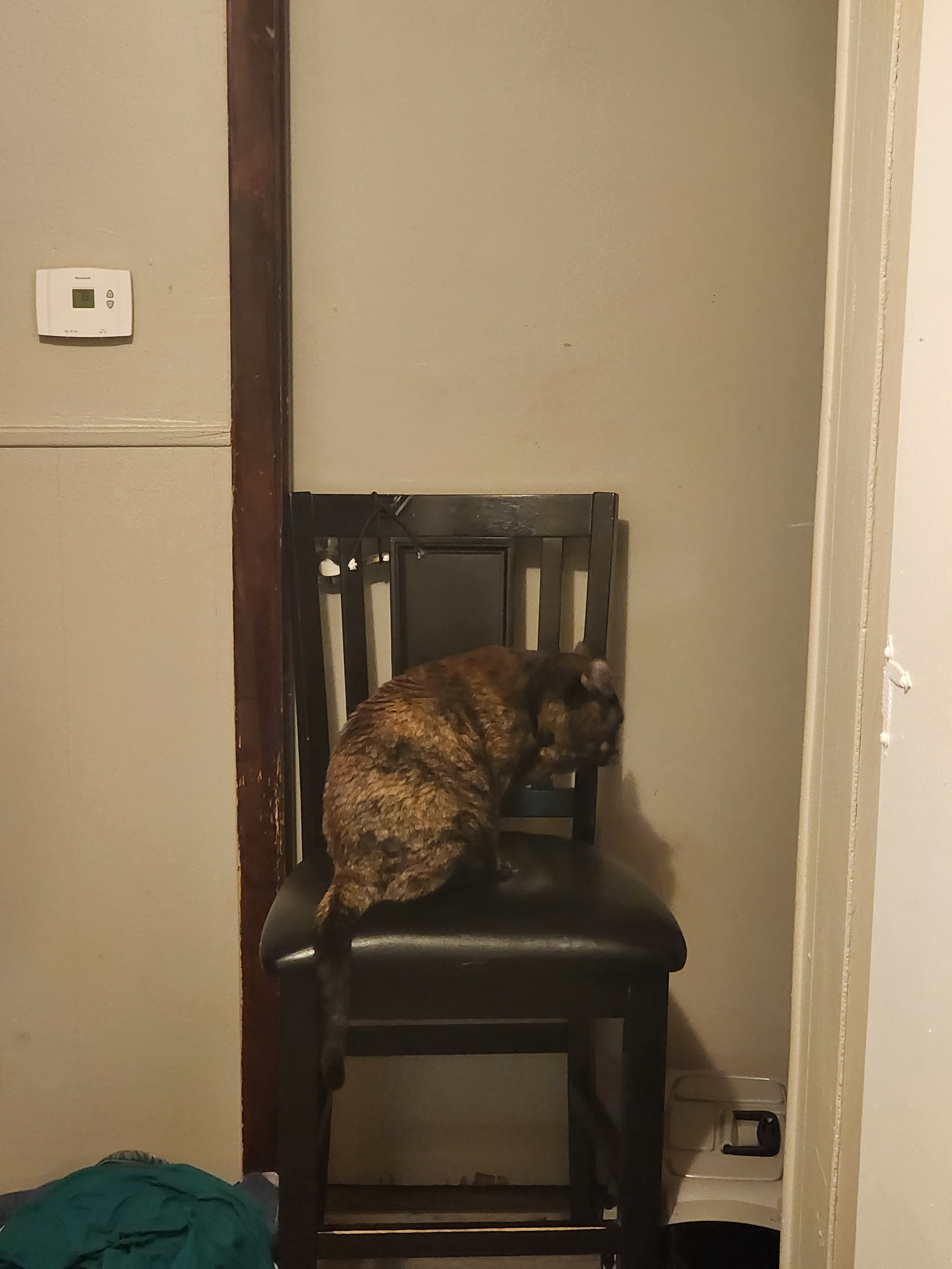 Meet Tabitha: The Star of the Show