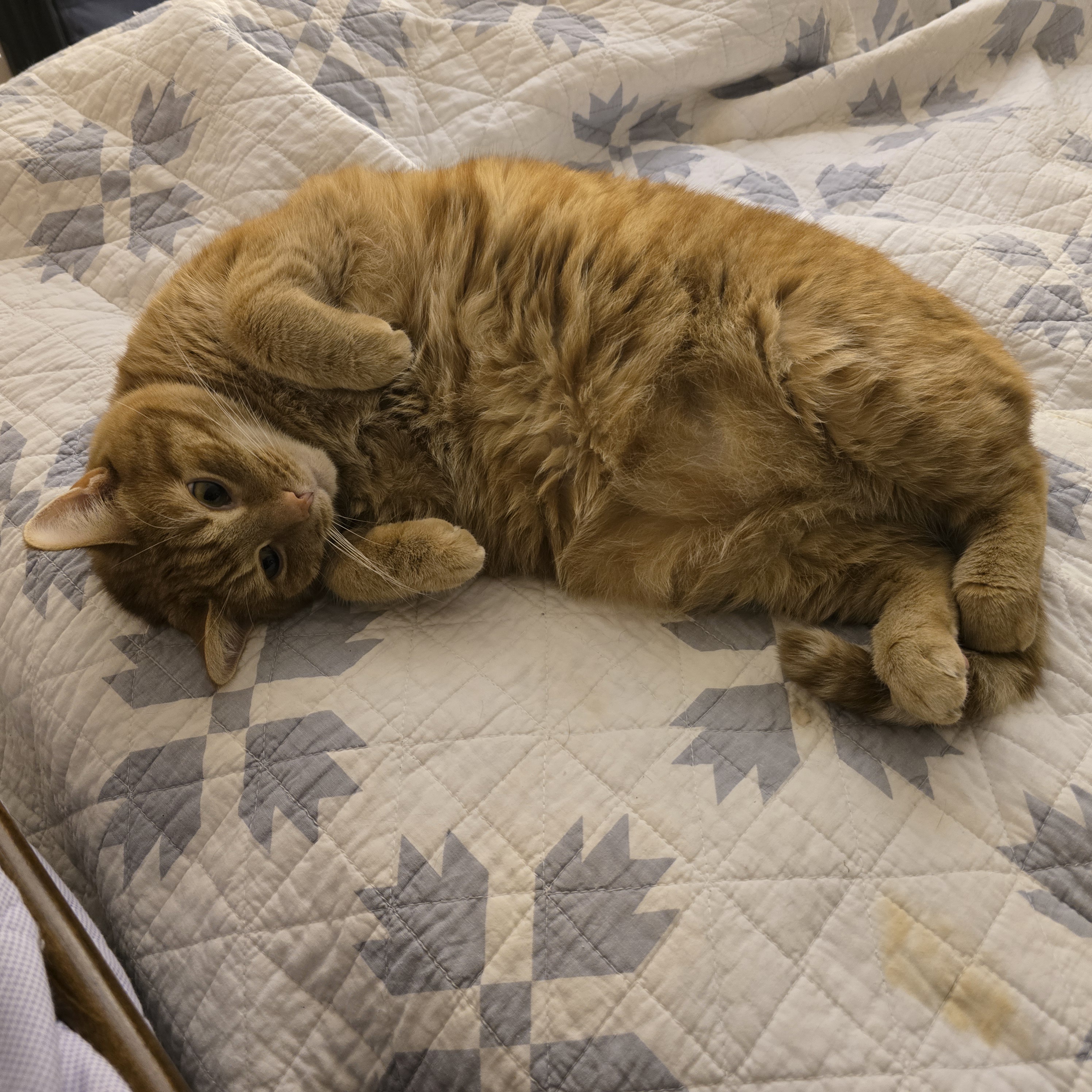 A daily dose of cat cuteness to brighten your day