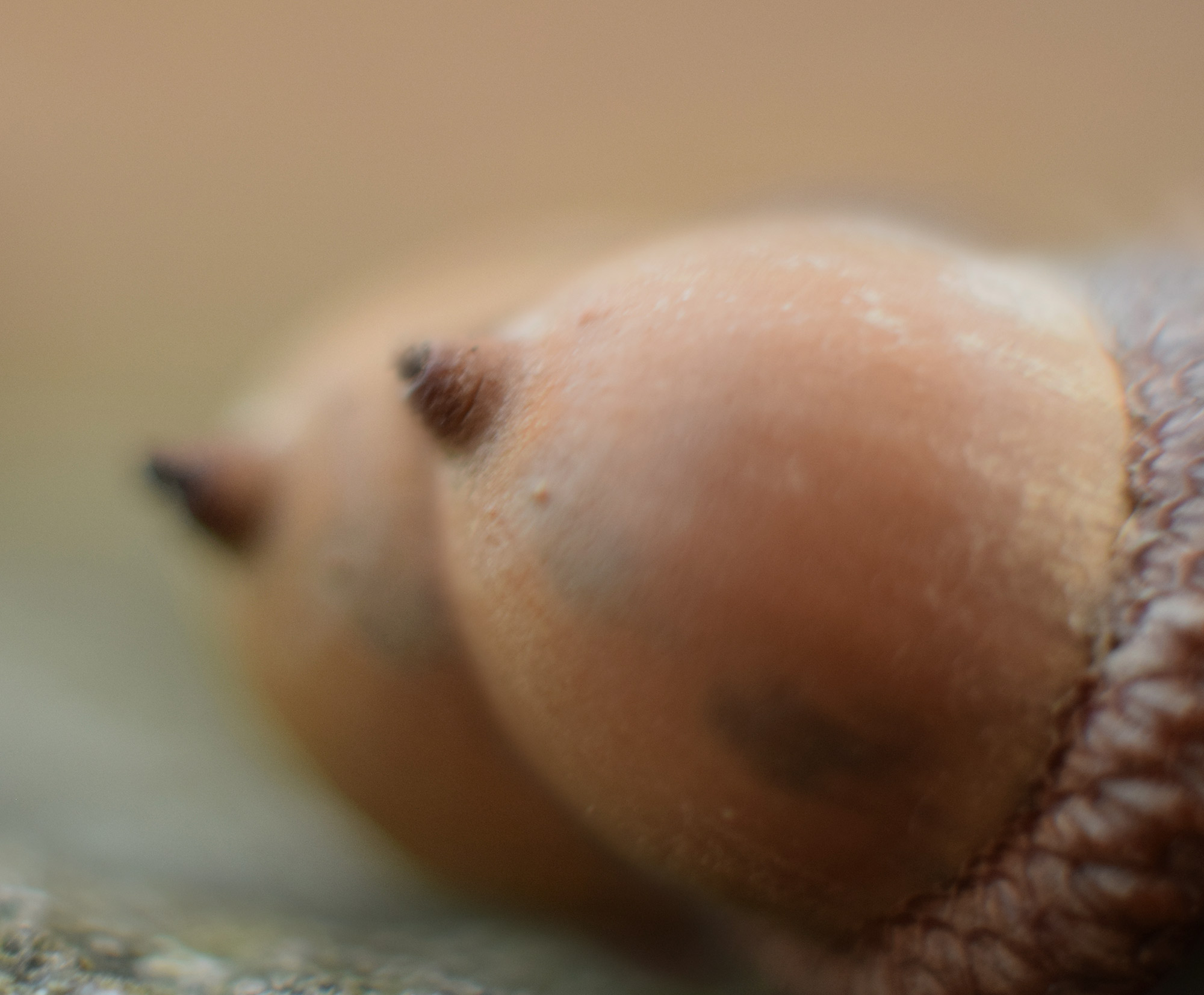 Team Acorn? That's Awesome!