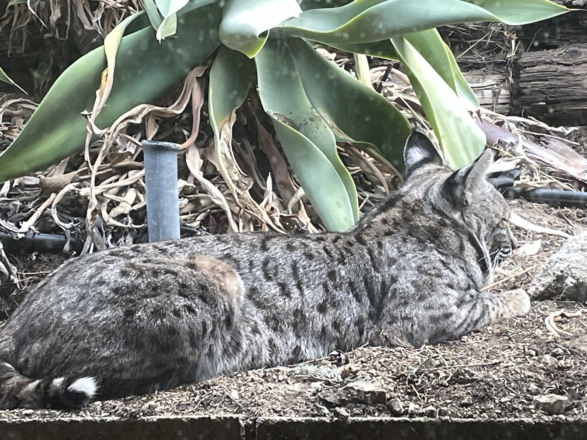 Morning Surprise: Bobcat Napping Right Outside My Kitchen Window