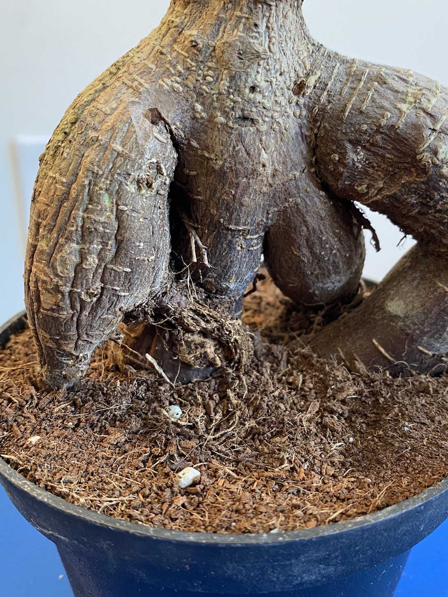 Meet the Unique Ficus Ginseng: A Plant Like No Other