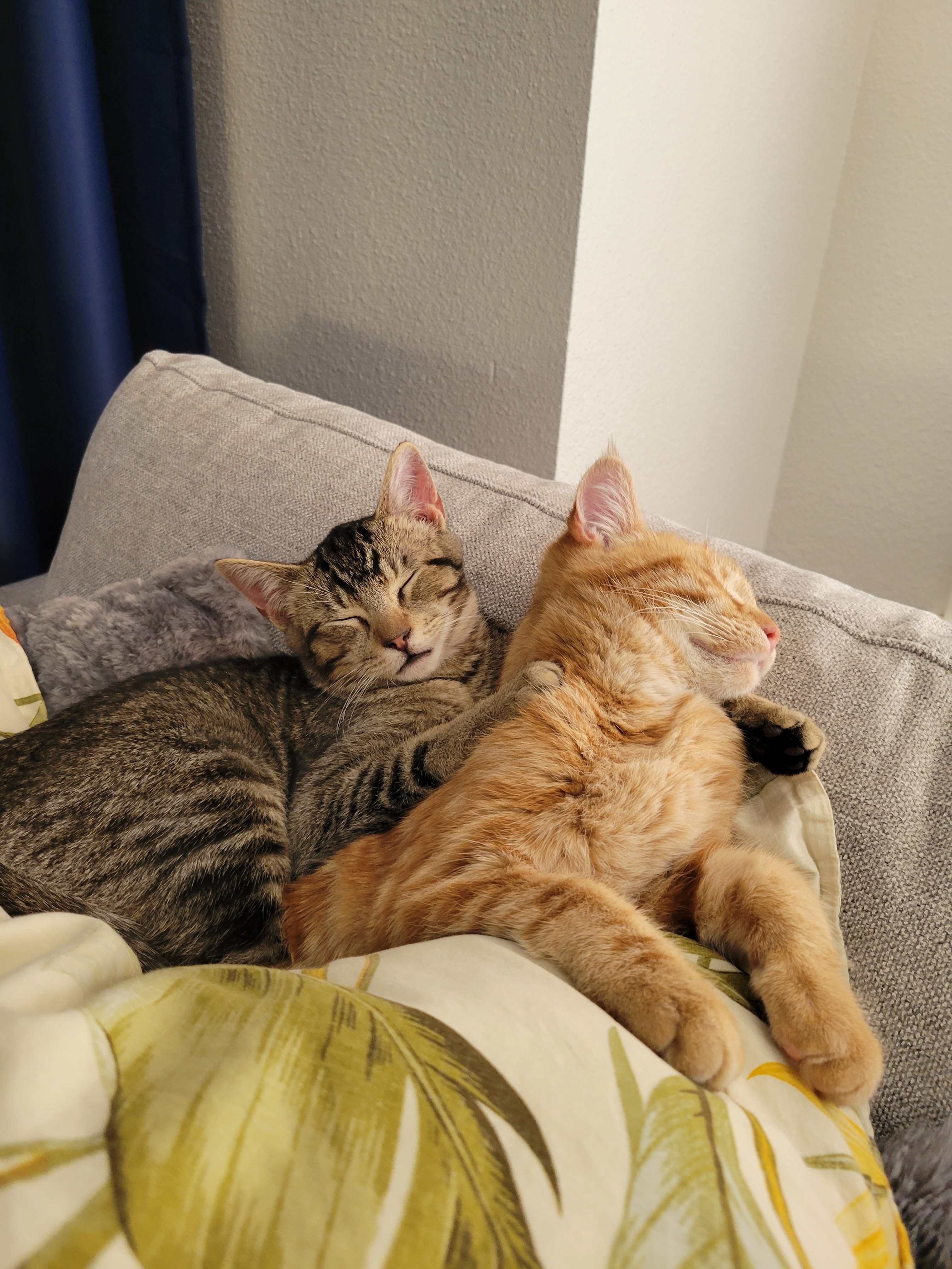 Two Brothers Embracing Change: Adjusting to Life in Their New Home