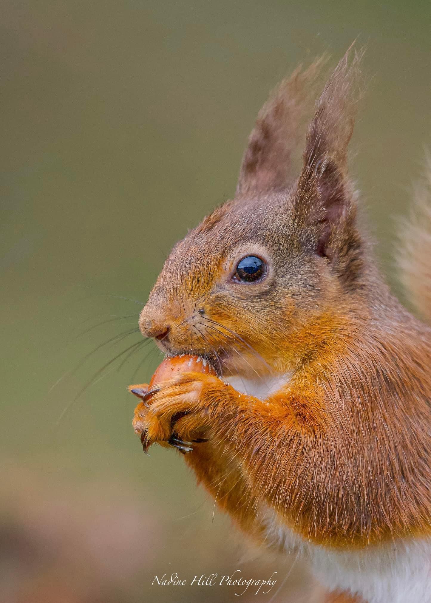 Meet the Adorable Red Squirrel