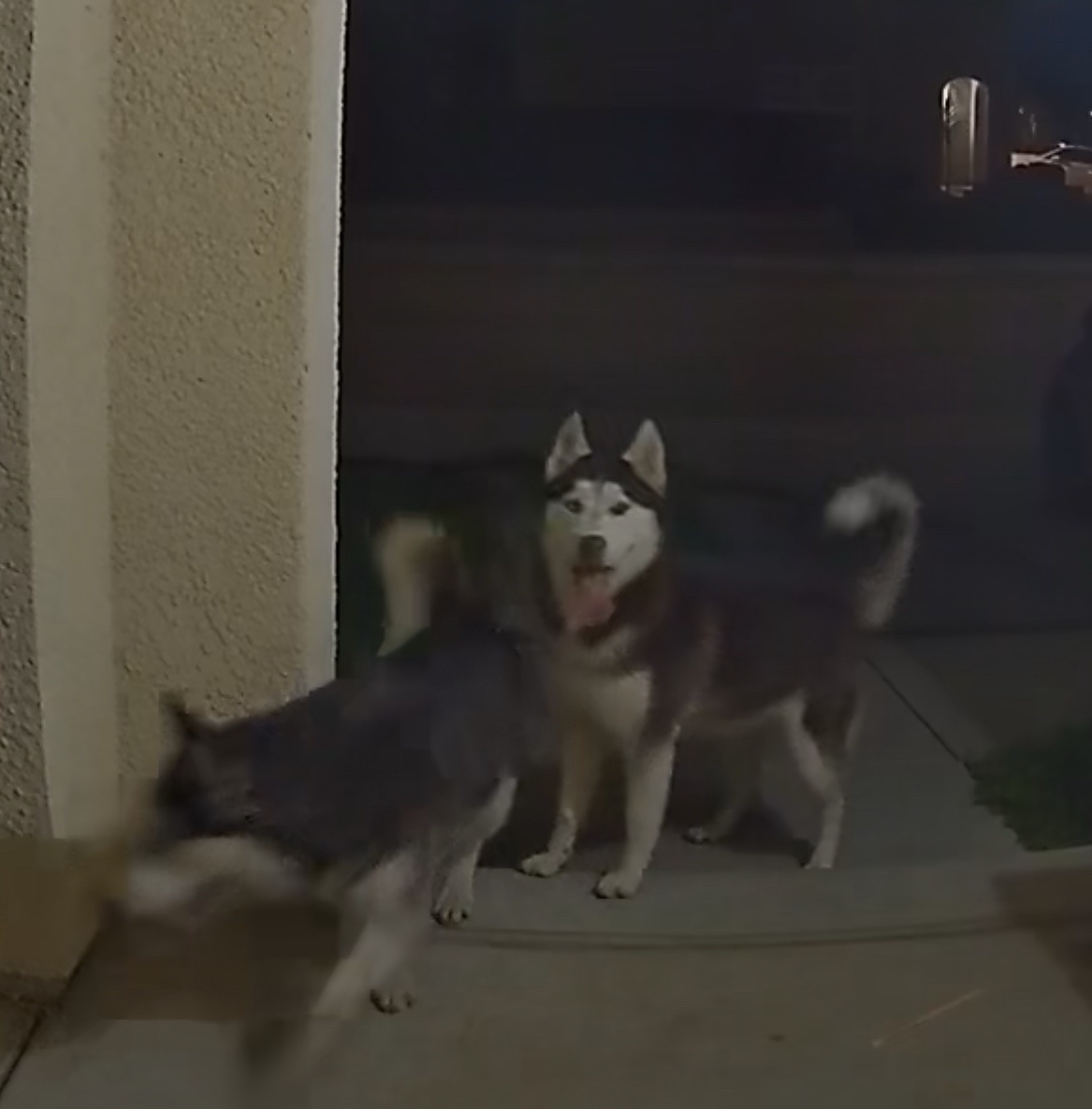 A Duo of Huskies: Double the Cuteness