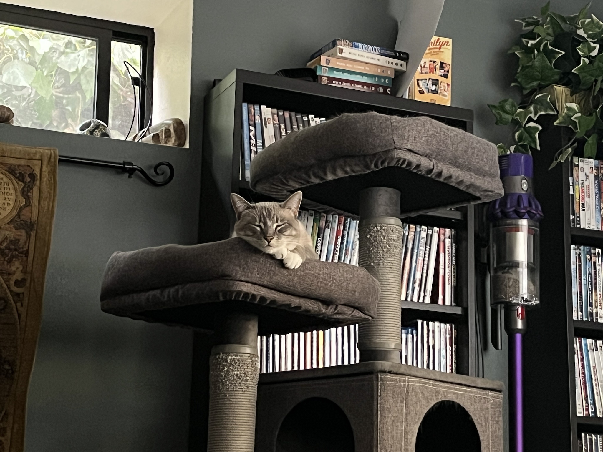 Daily Dose of Ivy: Cat Chronicles Day 347