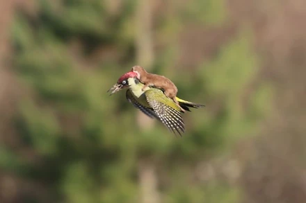 Incredible Snapshot: Weasel Riding a Green Woodpecker