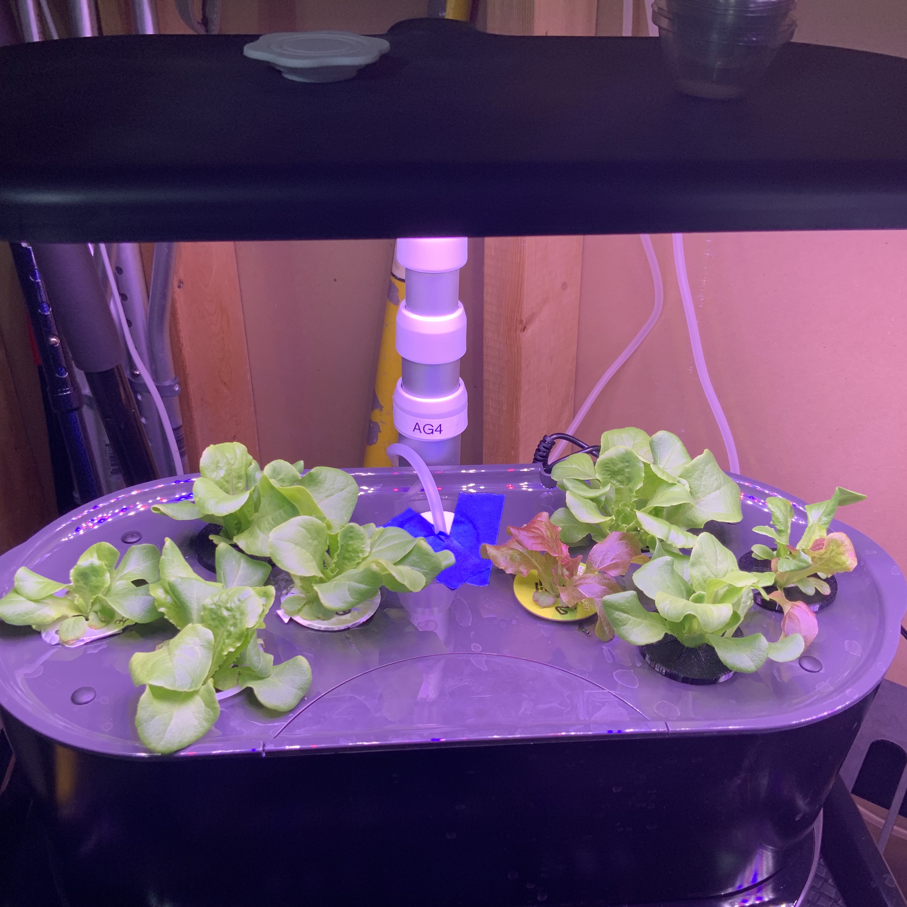 New Gardener's Guide: Adding Airstones to the Aerogarden