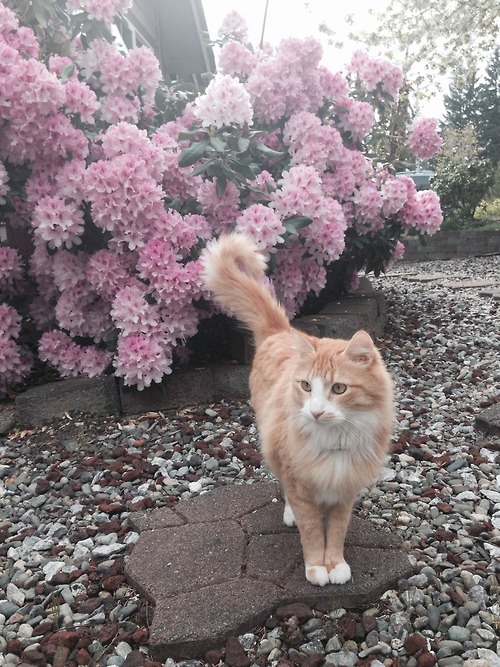 Meet Today's Adorable Feline Star!