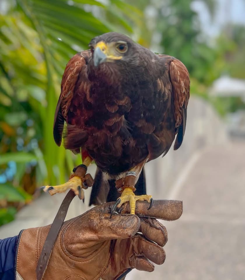 Meet the Majestic Harris Hawk