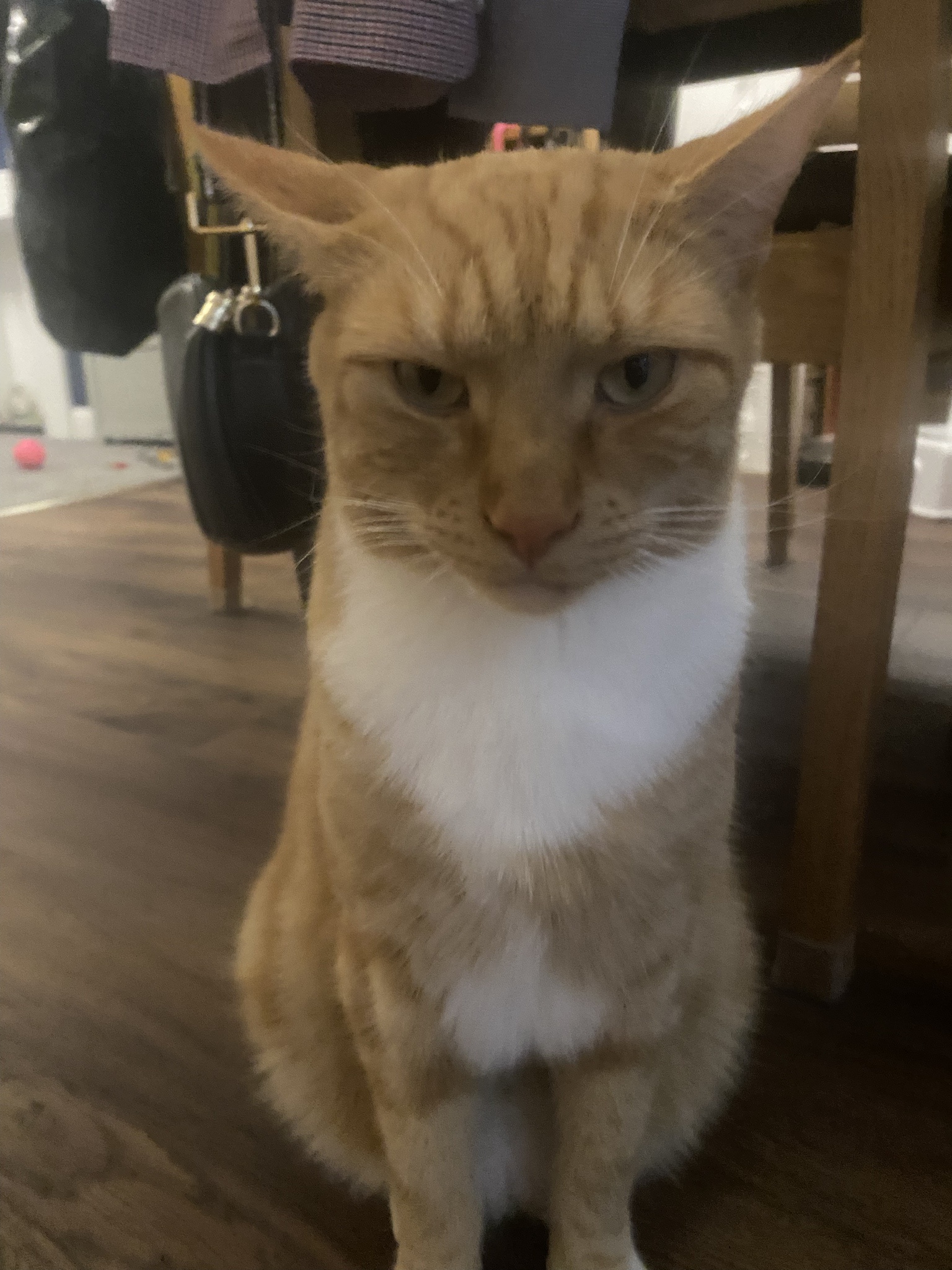 Biscuit’s Daily Snapshot of Adorableness