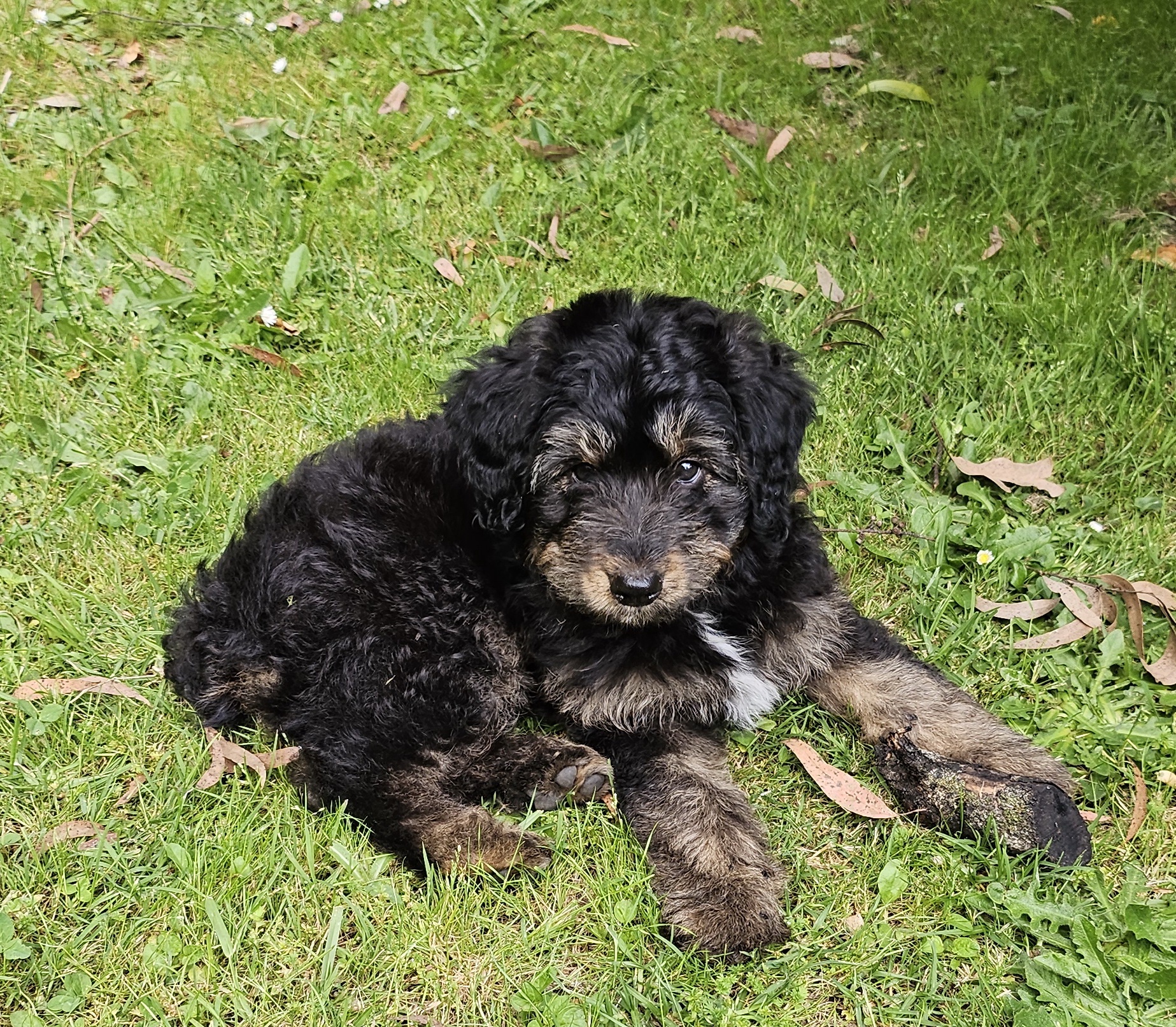 Meet Jasper: The Star of the Show