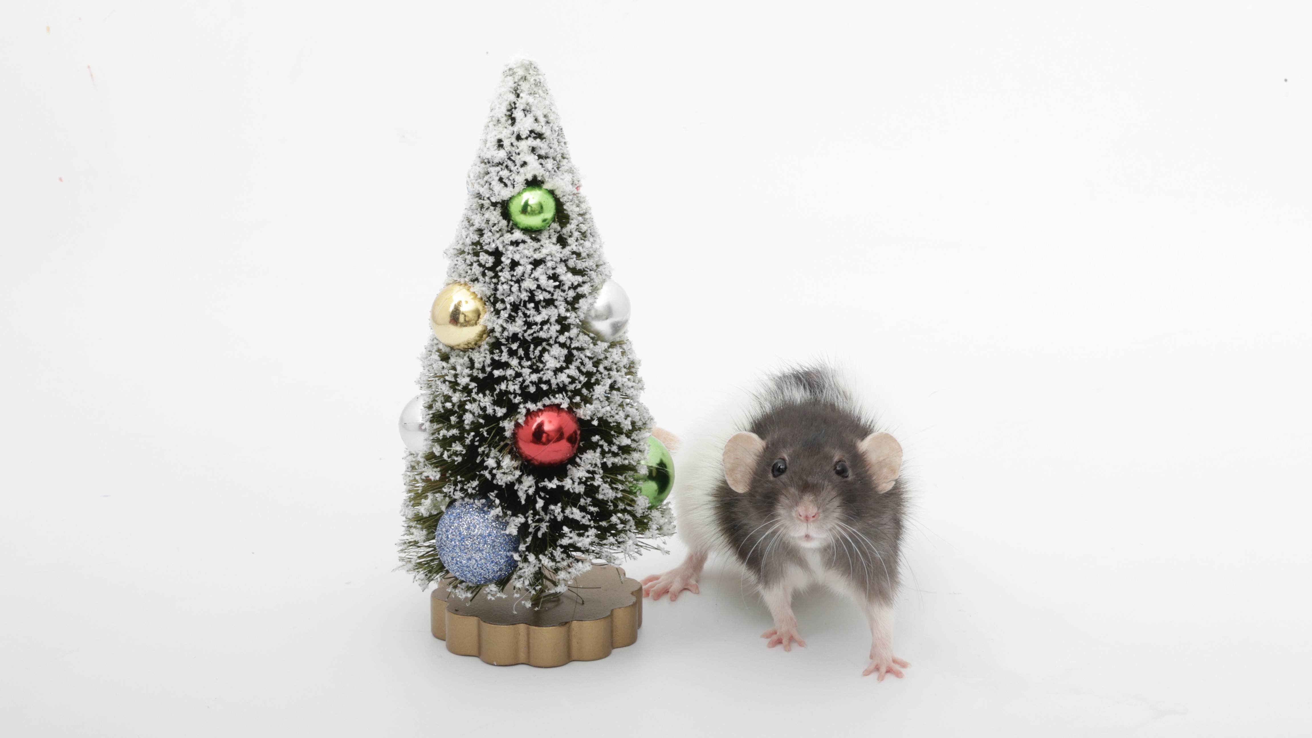 On the 4th Day of Ratmas, My Ratties Gifted Me a Toast with a Tiny Christmas Tree!