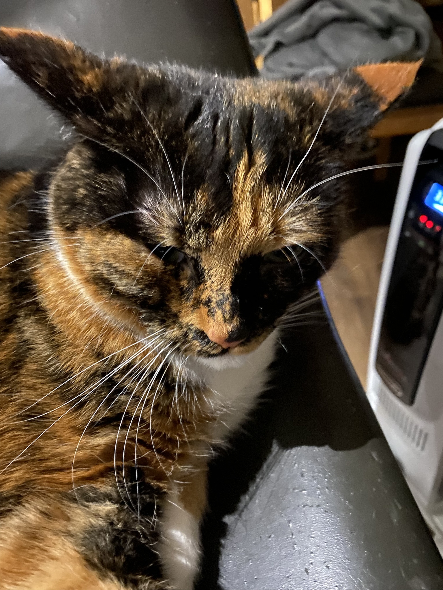 Crumble's Daily Snapshot