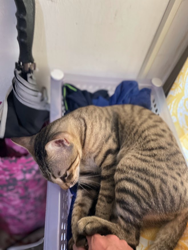 Just another adorable cat