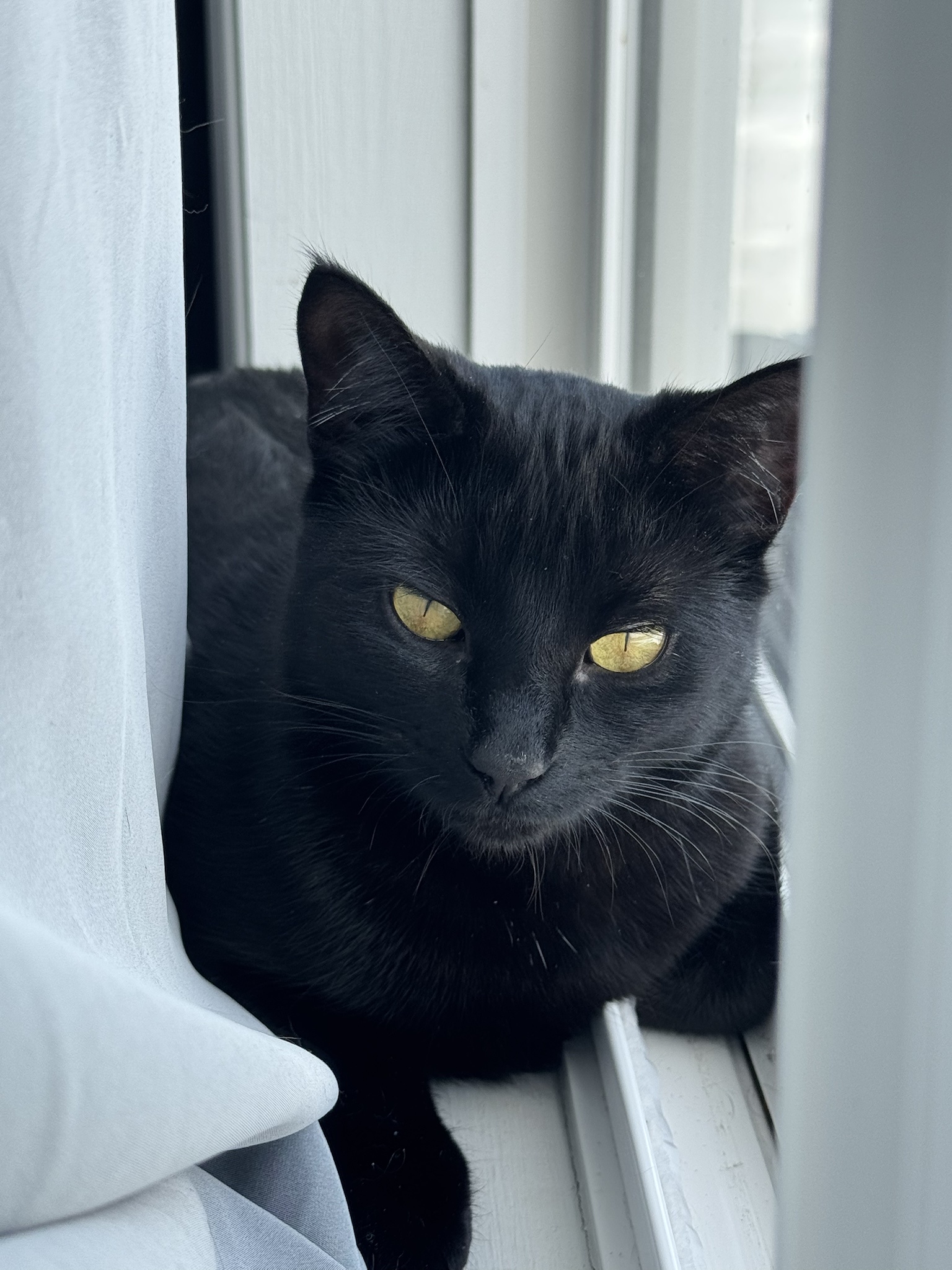 My Adorable Fergie Posing Gracefully in the Window