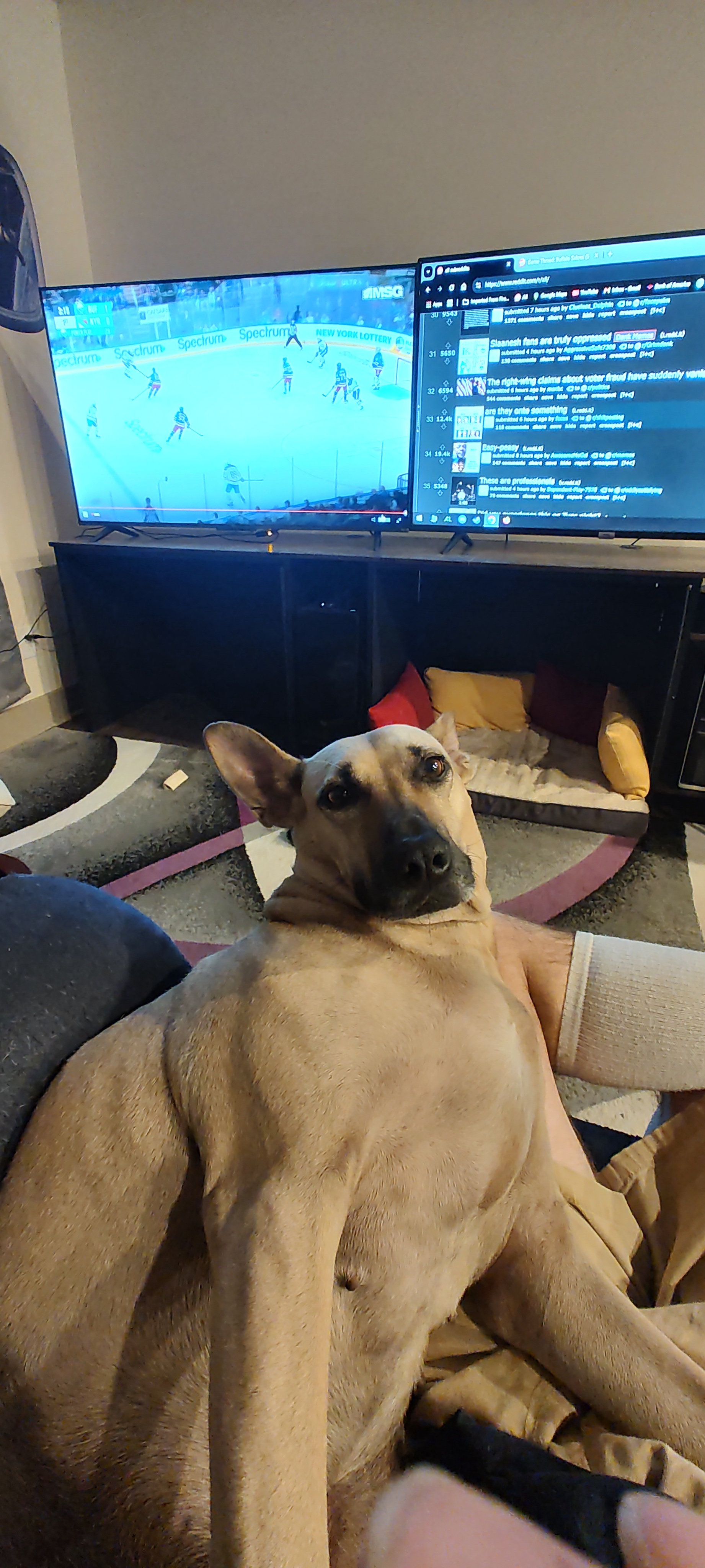 Maggie’s Dilemma: Why Did the Belly Rubs Stop?