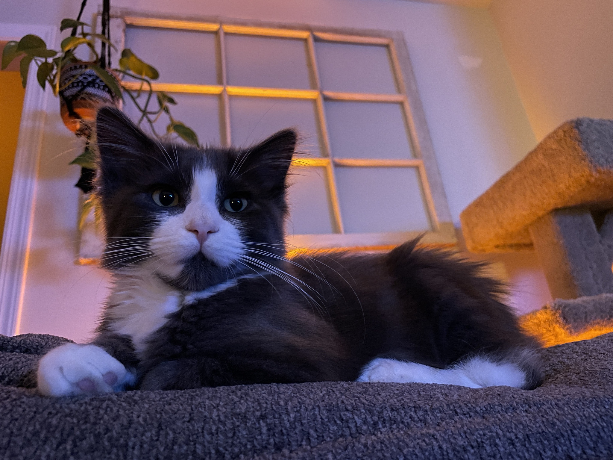 Meet Ralph: The Mystery Unveiled