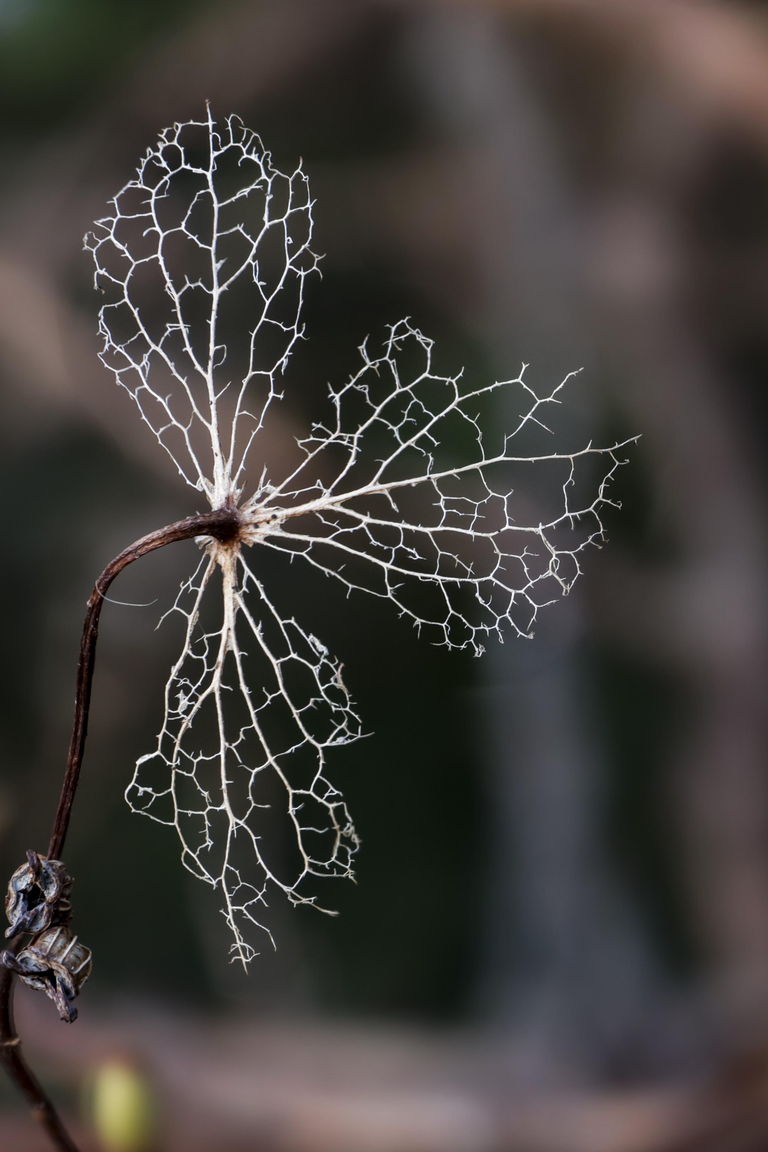 Nature Moment of the Day #24 - A Closer Look at the Wonders