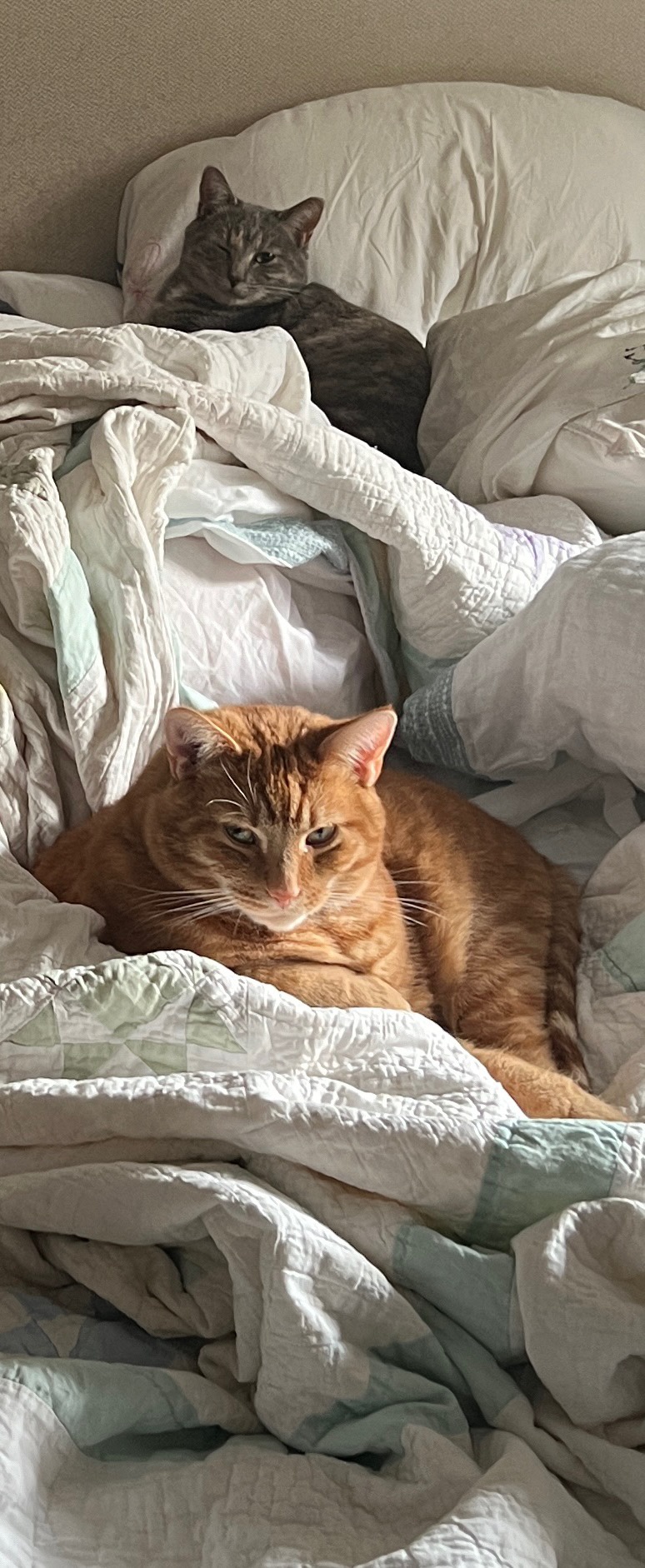 Daily Dose of Cuteness: A Cat Picture to Brighten Your Day