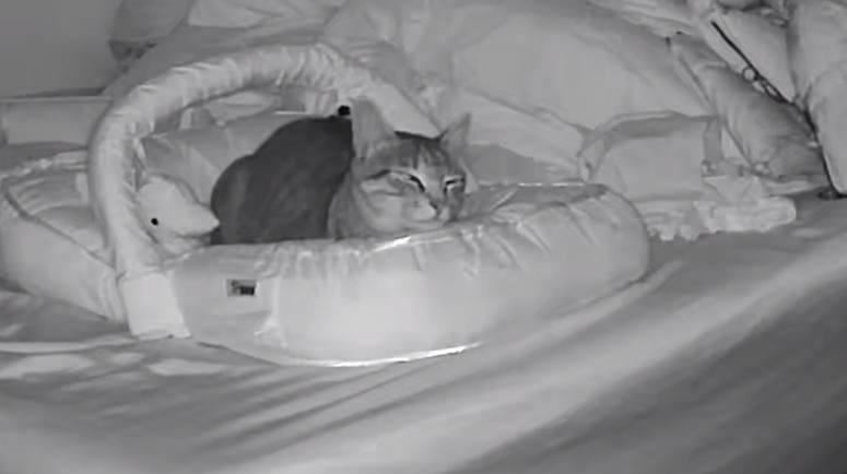 Adorable sleeping cat in its natural habitat.