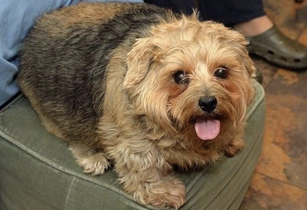 Chubby Puppy: Just Like Your Mama!