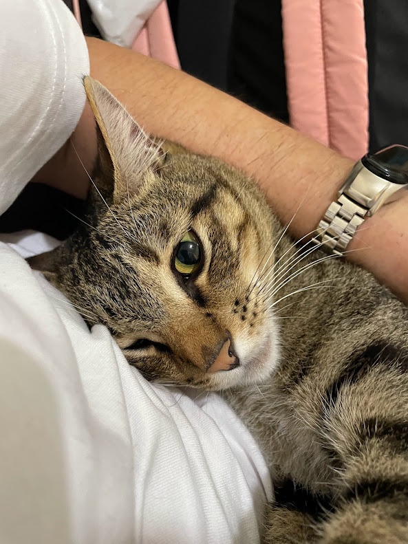 Another Adorable Feline Moment