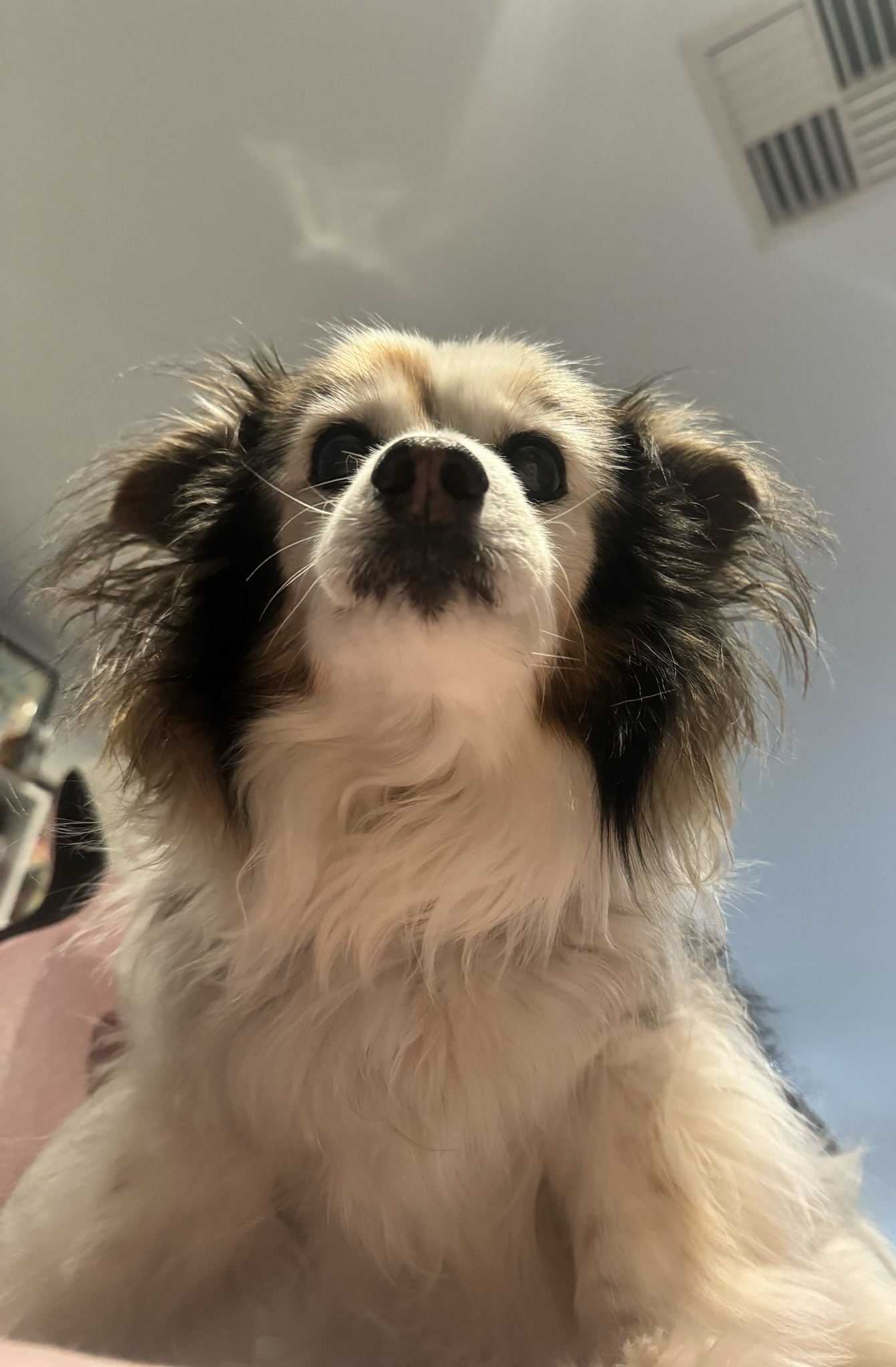 Daily dose of cuteness: a photo of my dog Panko!