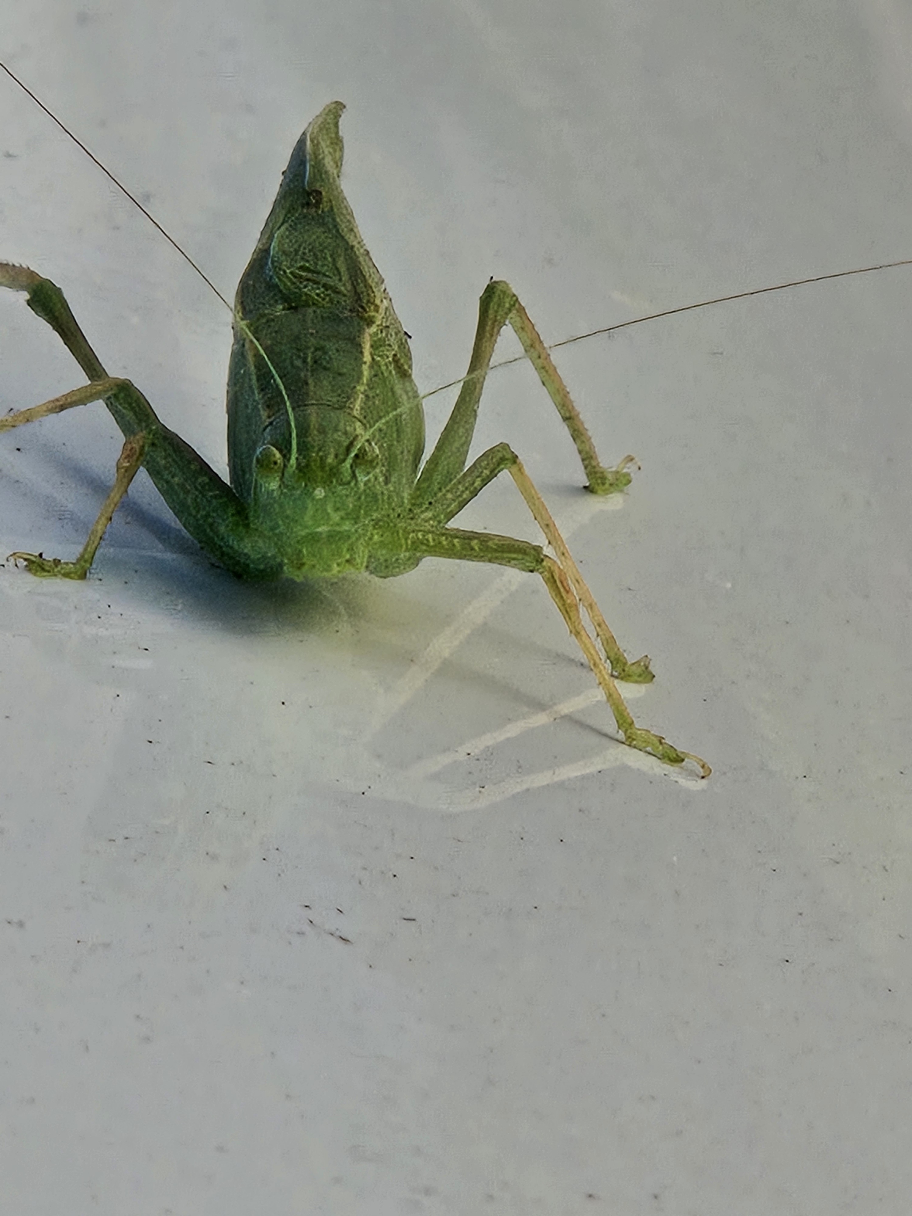 This little buddy hitched a ride on my windshield for 20 miles!