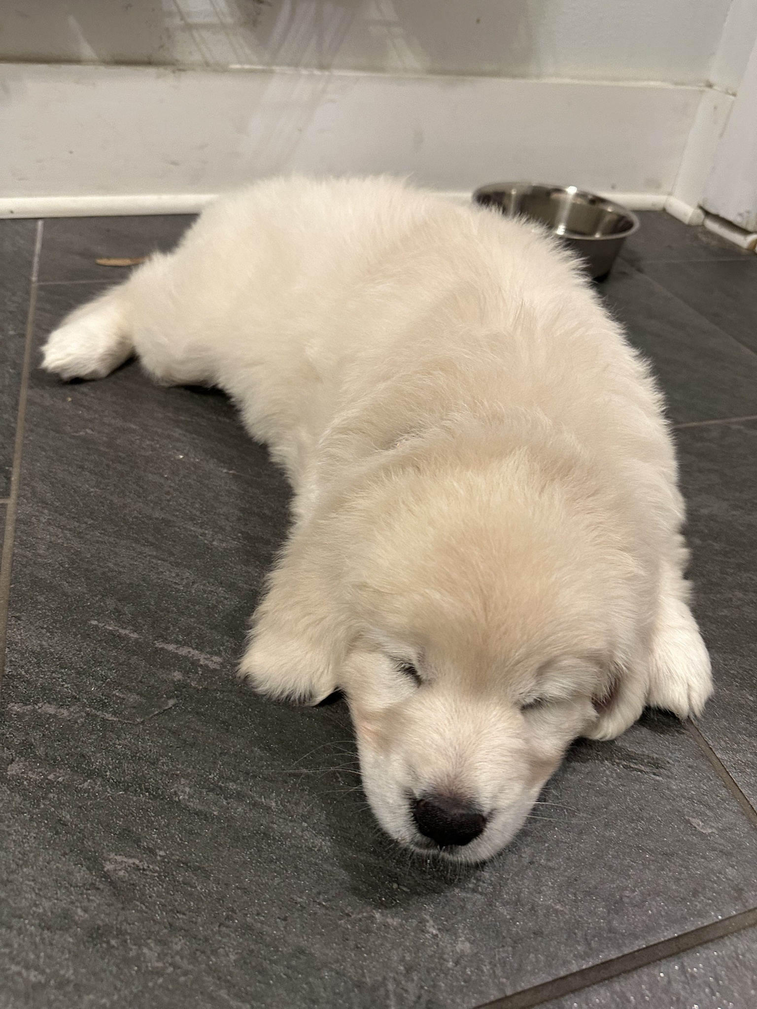It's puppy time! Get ready for cuteness overload!