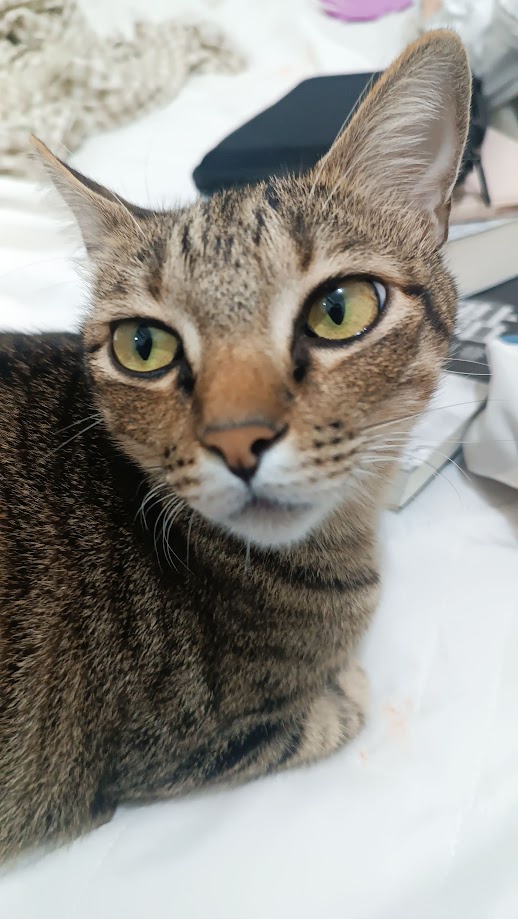 Just Another Cat Antics
