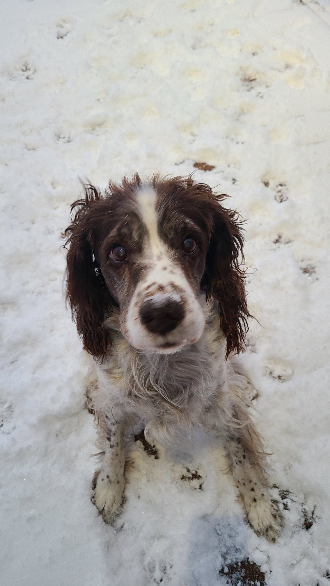 First Snow of 2024: The Old Dog's Perspective