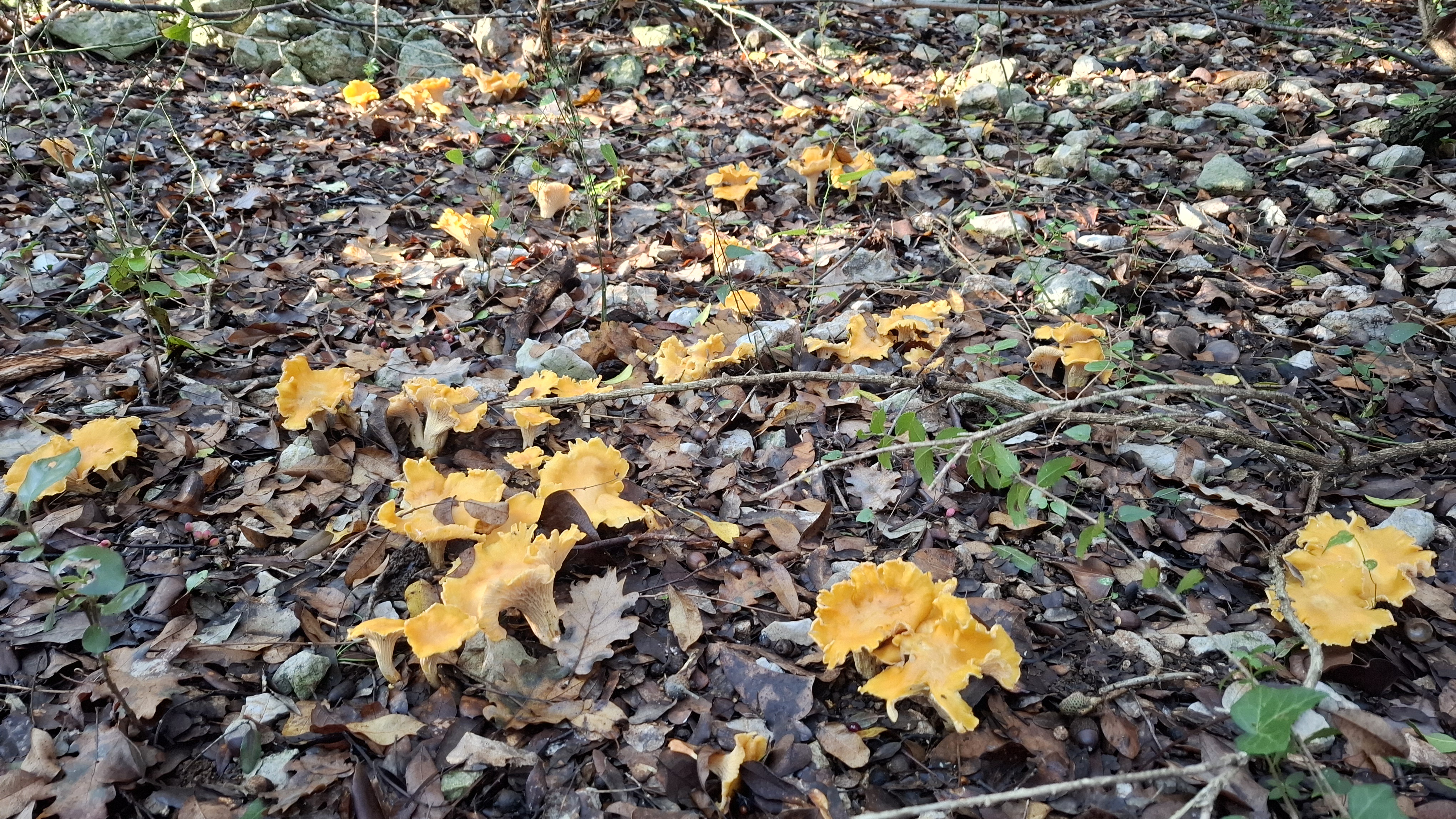 Exploring the World of Girolles Mushrooms