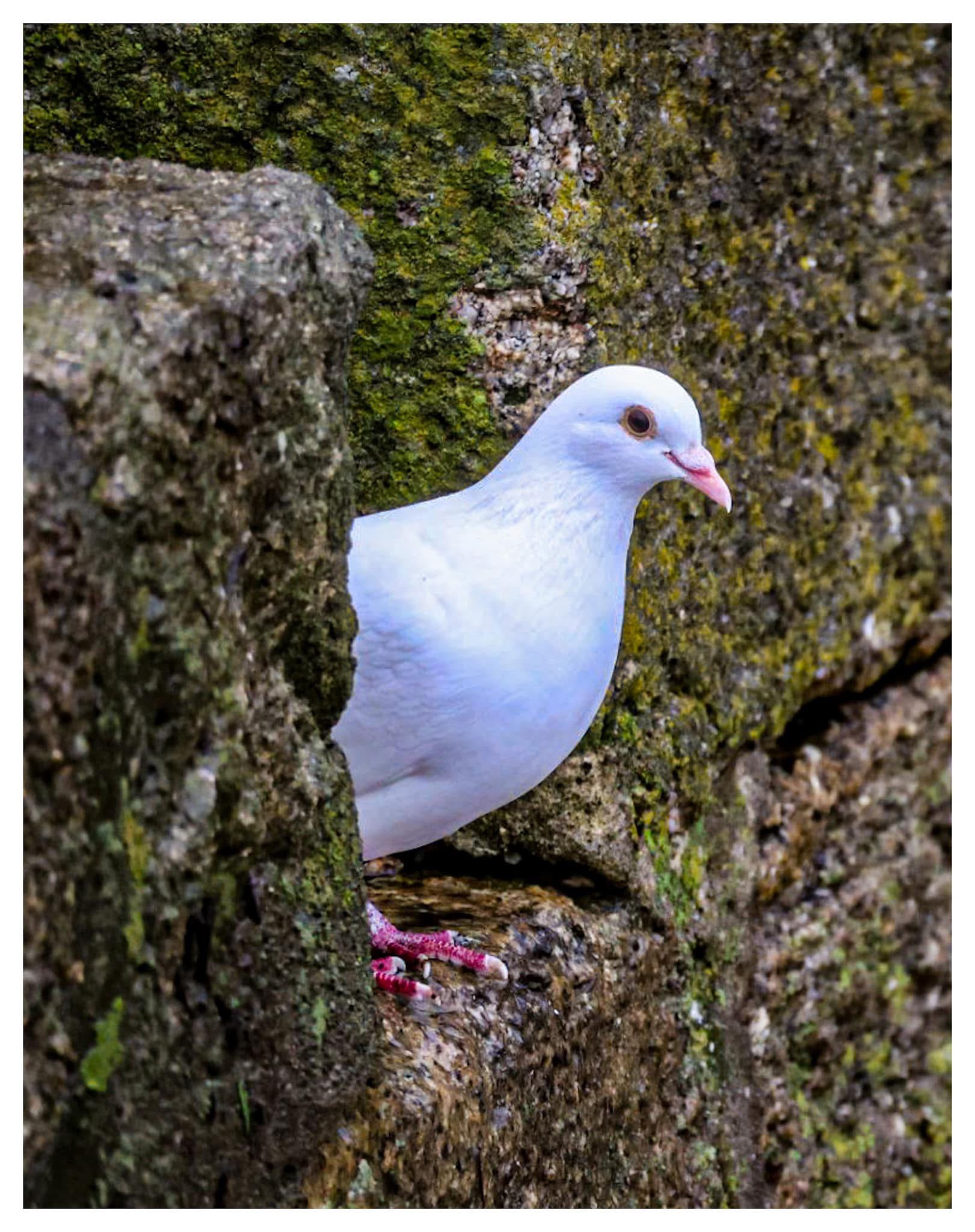 The Homing Pigeon: Nature's GPS