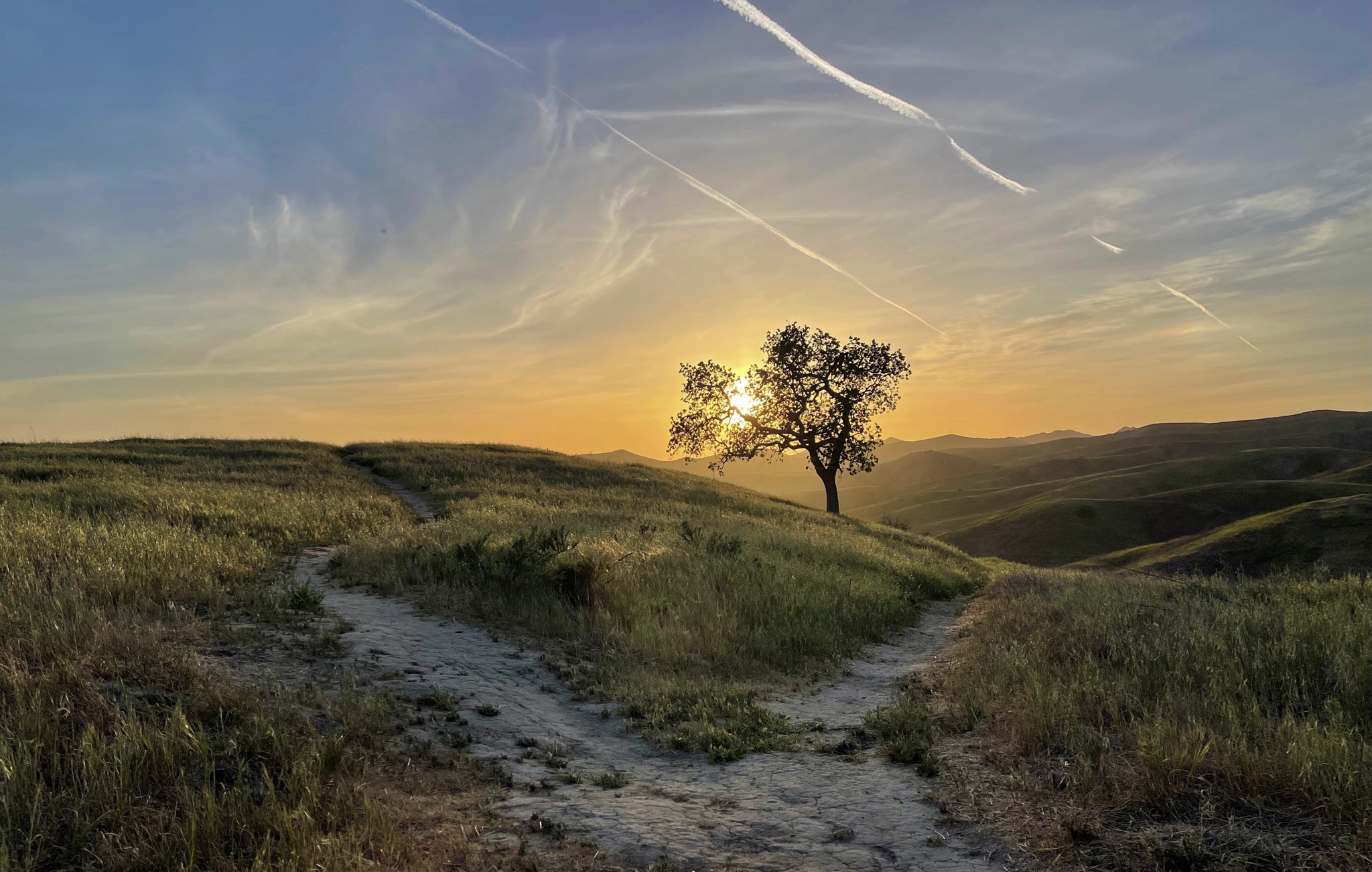 The Transformation: CA Fires in Upper Las Virgenes Preserve