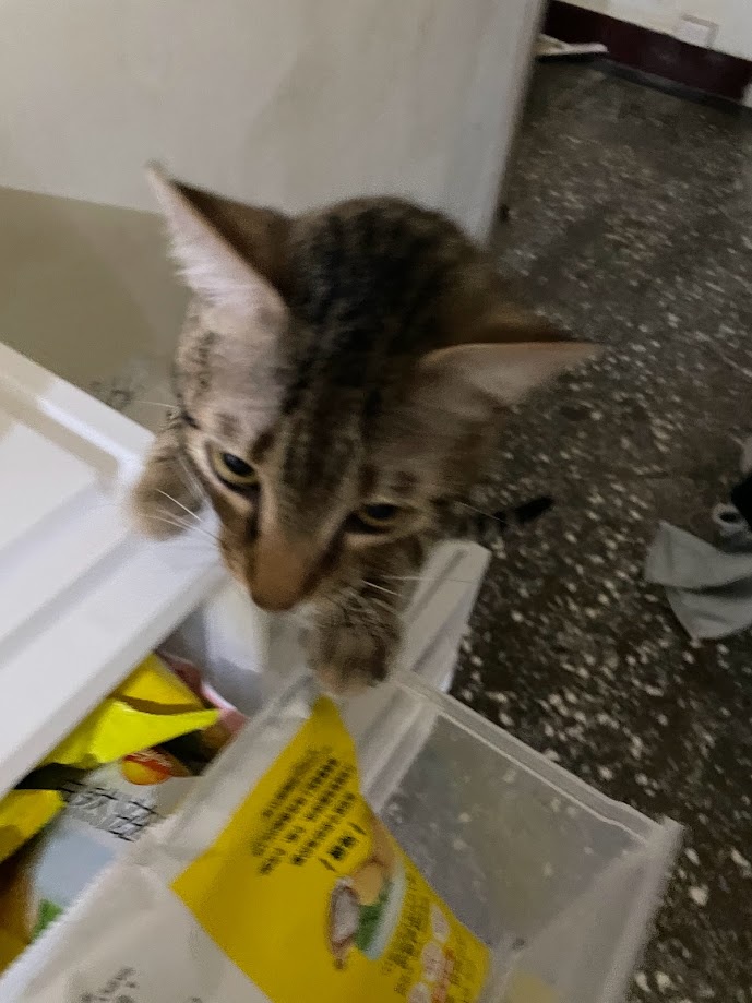 Yet Another Charming Cat to Make You Smile