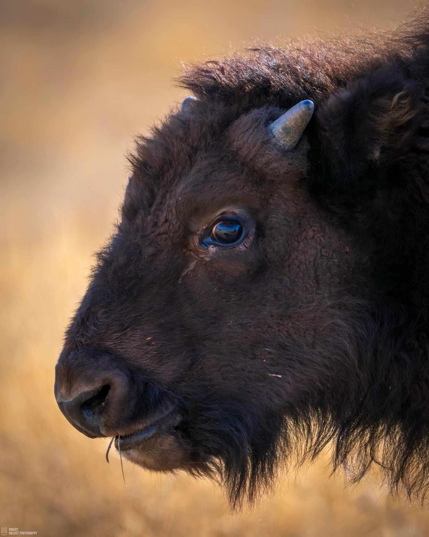 Majestic Bison in Their Natural Habitat
