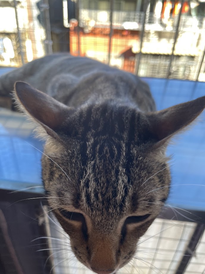 Yet Another Delightful Cat