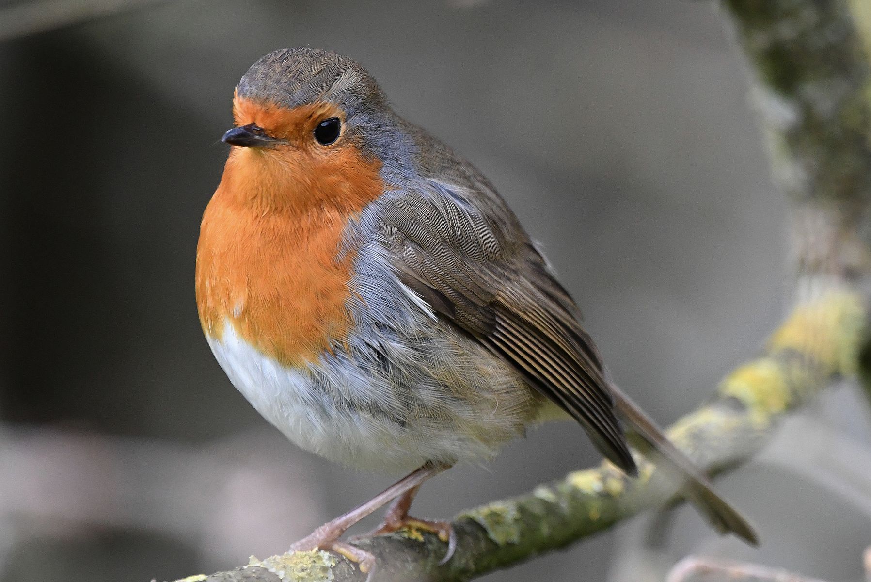 Common Redstart: A Beautiful Sight in France