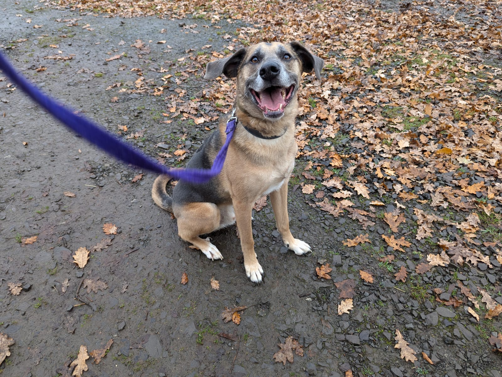 Morse: The Happiest Pup Around