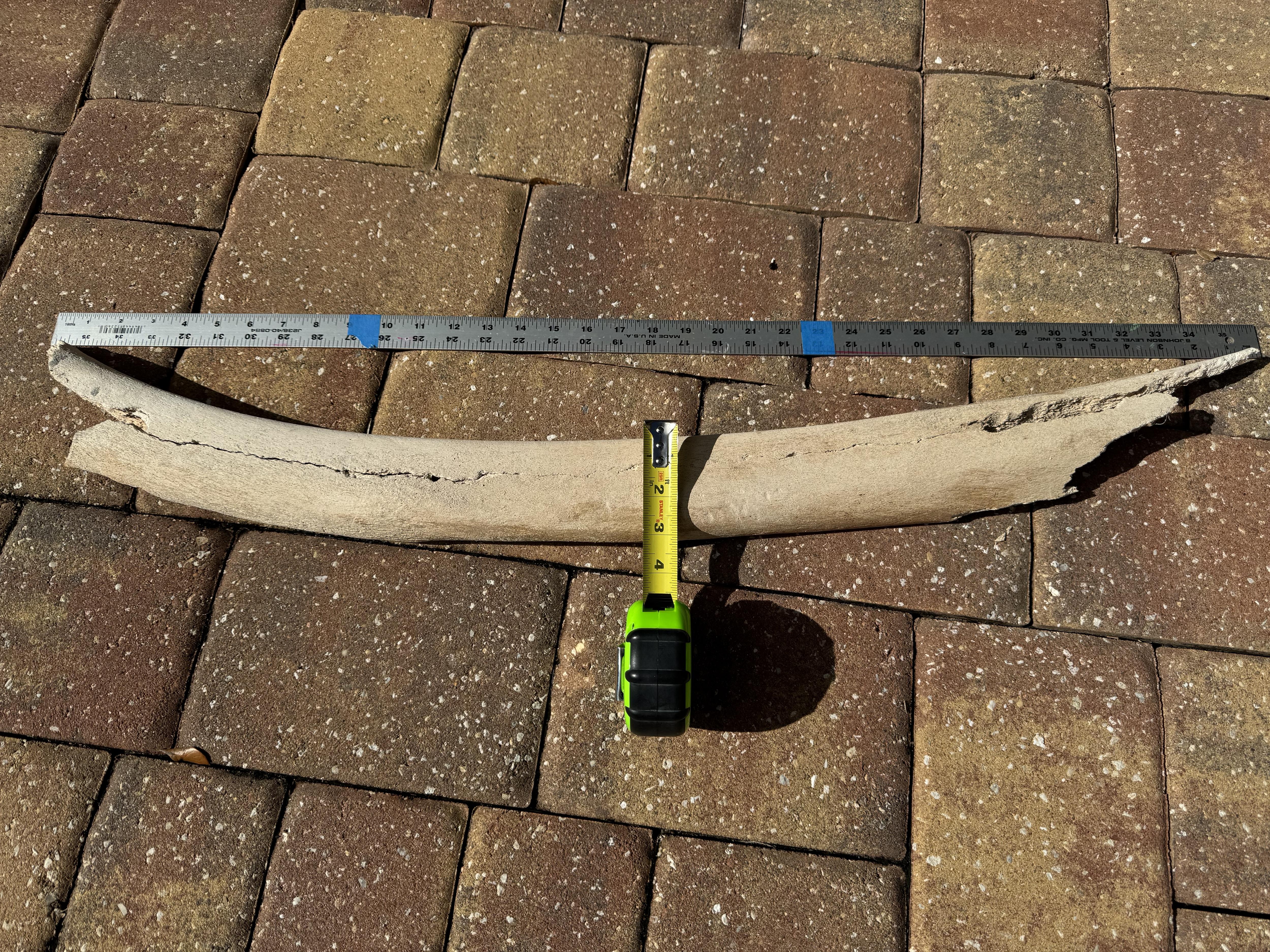 Is this a whale bone discovered on the beach?