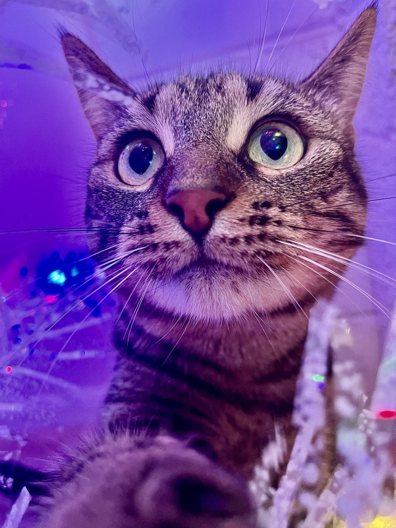 Caturday Celebration with a Festive Christmas Tree