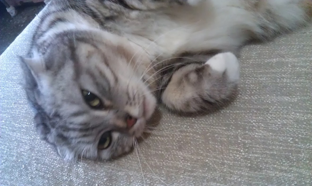 Just a cat being adorable