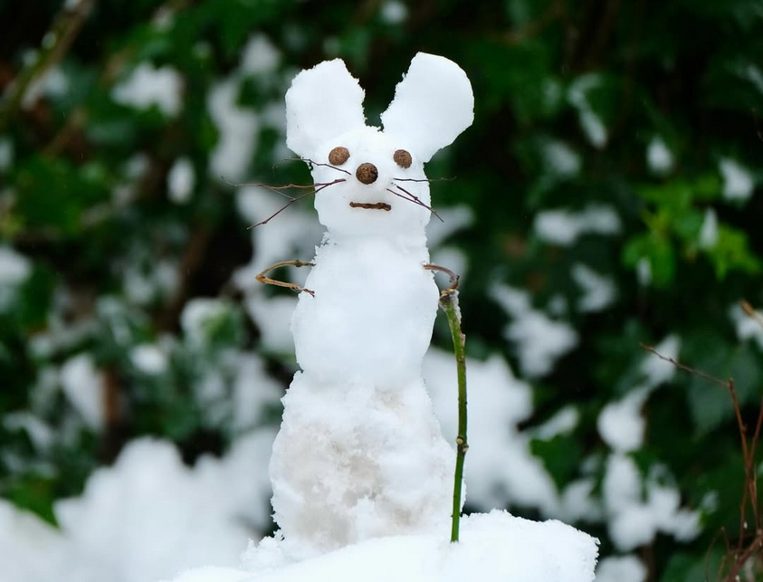 The Enigmatic Snowmouse