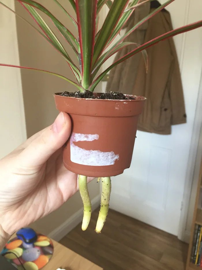 When Your Plants Decide to Walk Away: The Great Leavolution