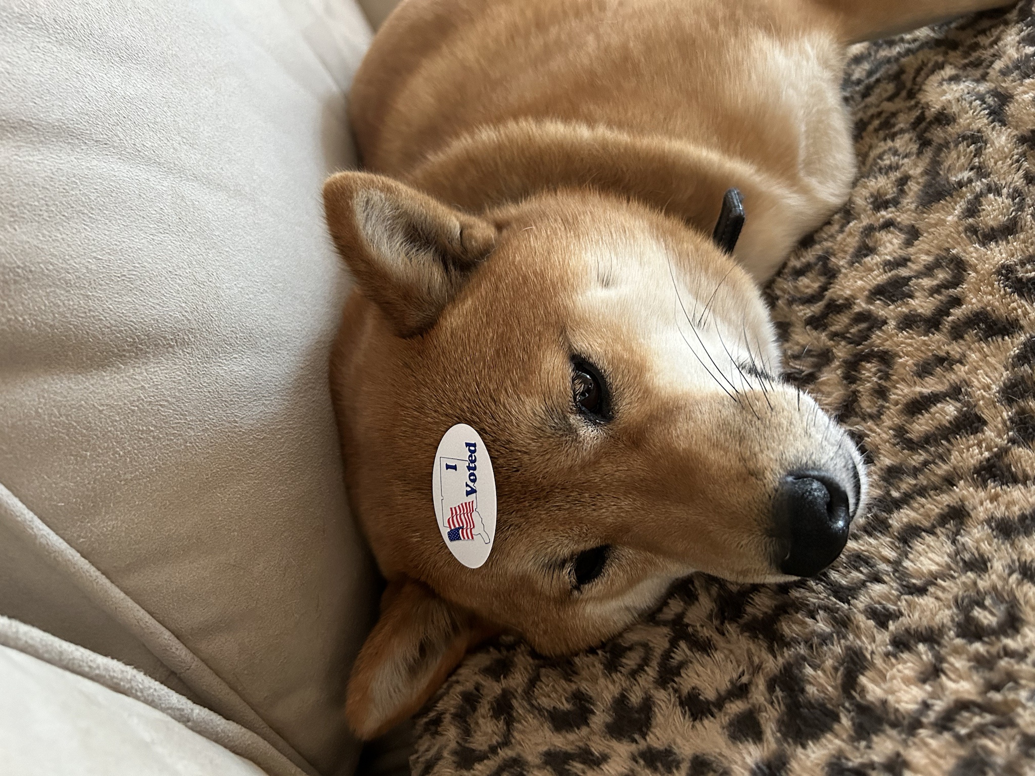 A Civic-Minded Shibe Ready to Help