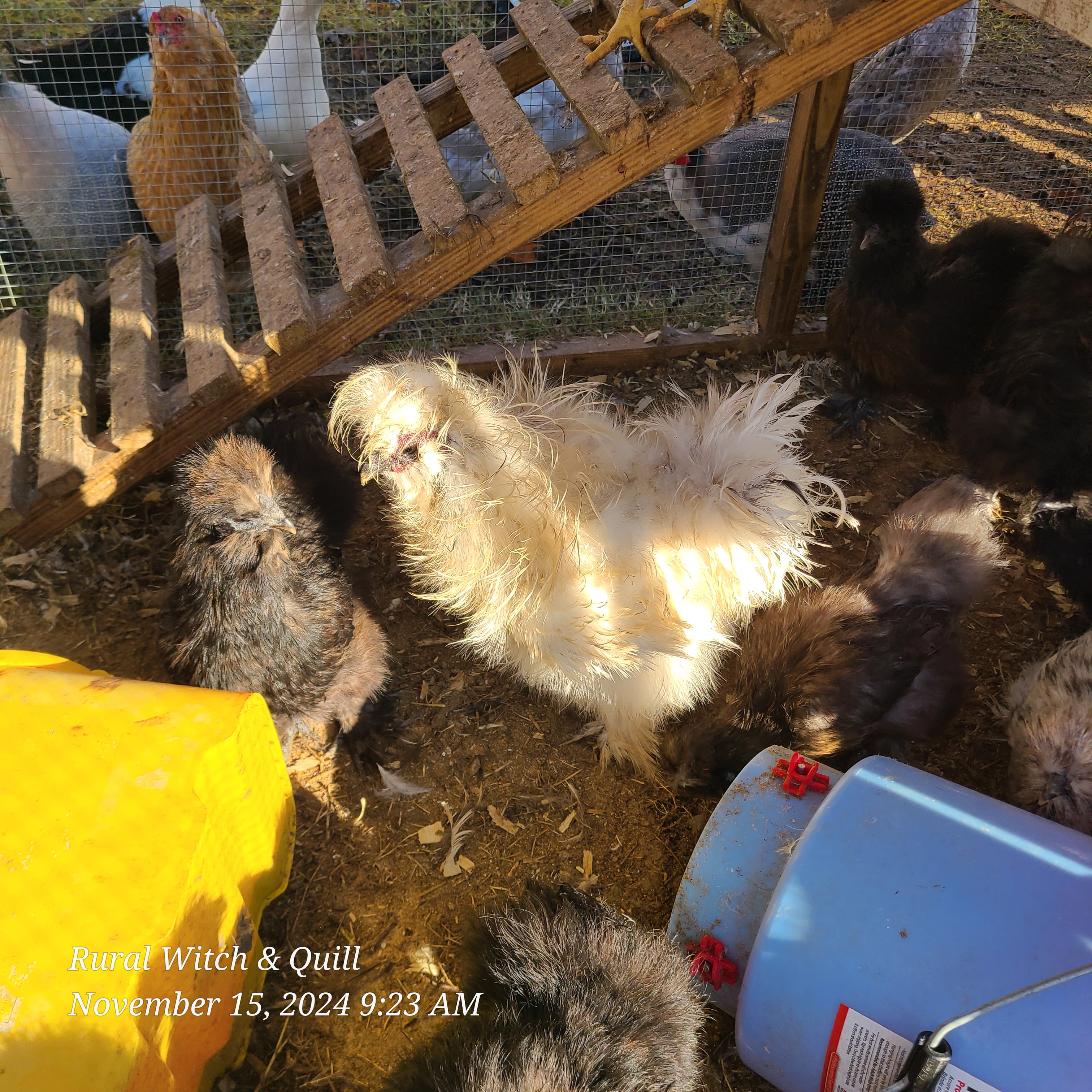 Introducing the Frizzled Silkie: A Unique Breed