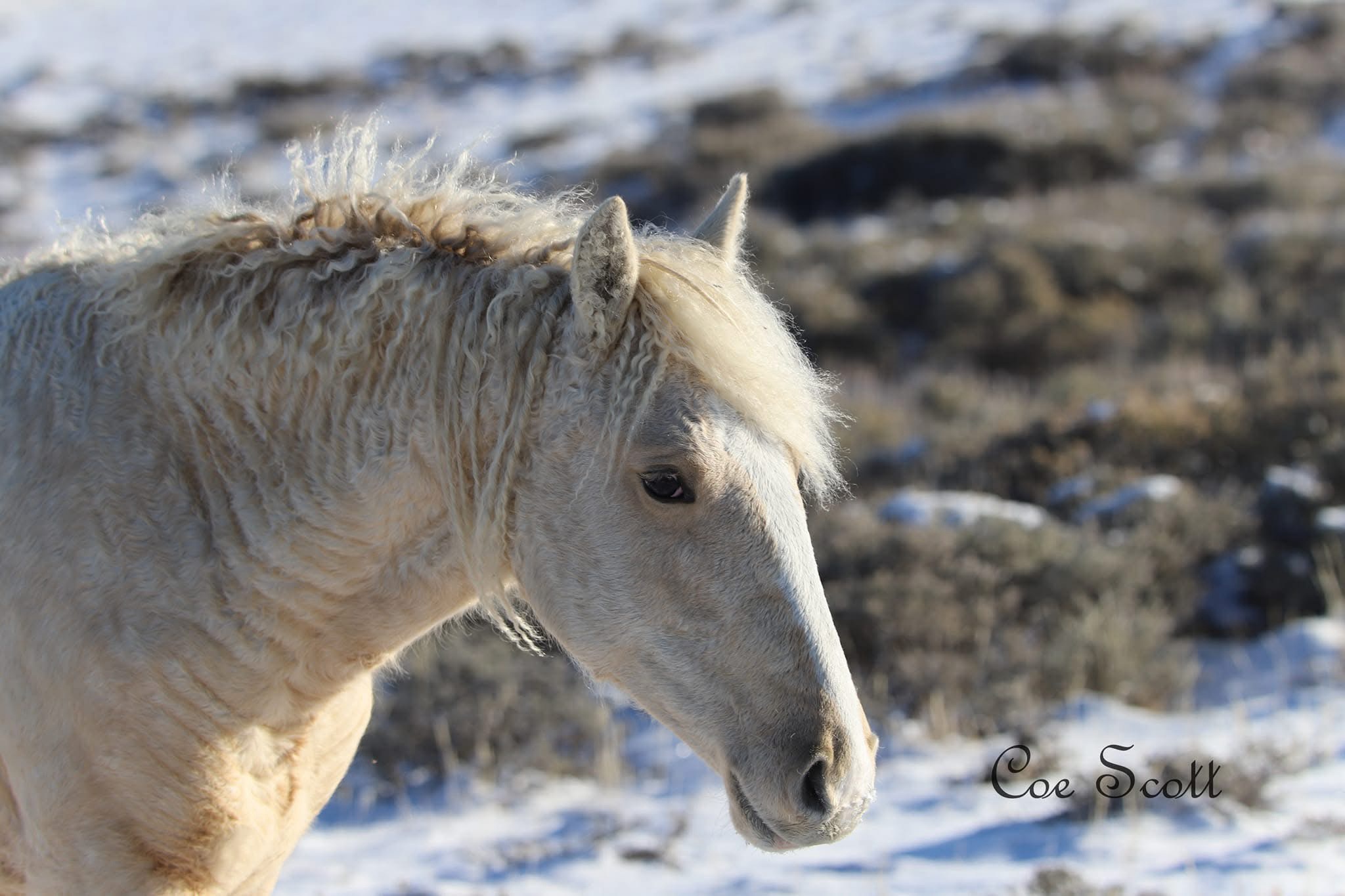 Majestic Wild Mustang in Action